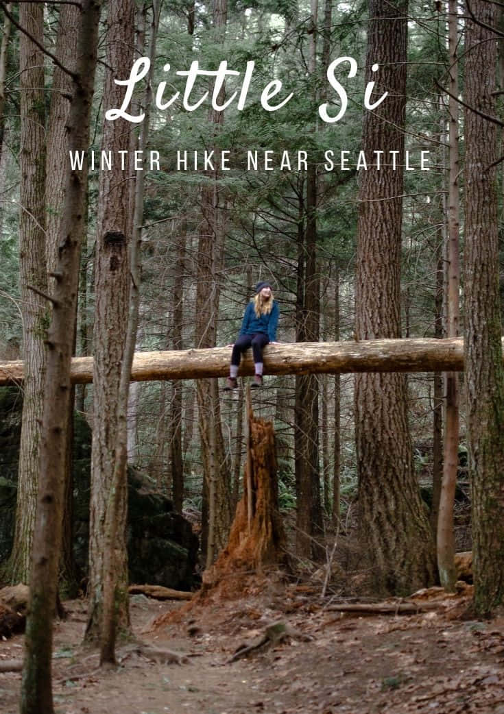 Winter Hiking 桌布 壁紙 — 一個人平靜地坐在茂密冬季森林中一棵倒下的圓木上，周圍是高聳的樹木和柔和的光線。