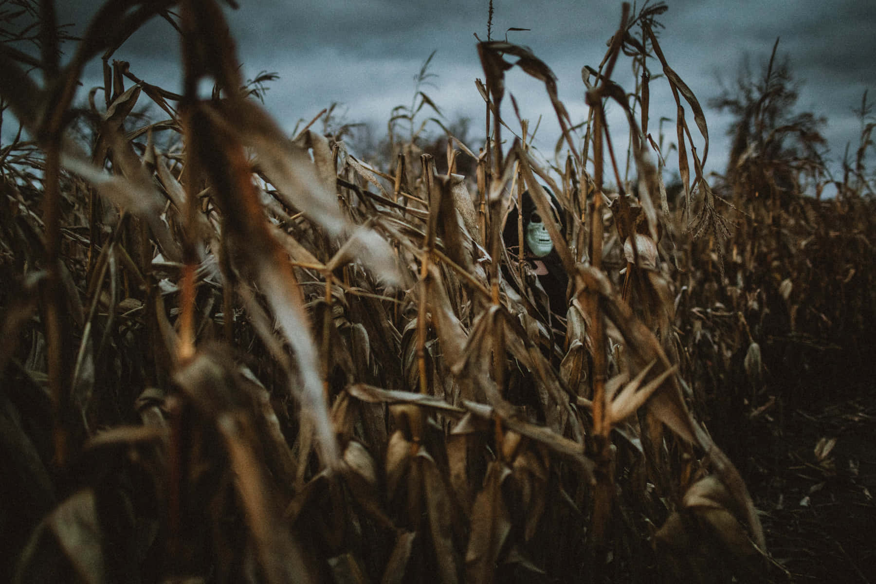 Haunted Corn Mazes 桌布 壁紙 — 一個人戴著口罩，在陰沉多雲的天空下，從高高的乾玉米稈中探頭窺視。