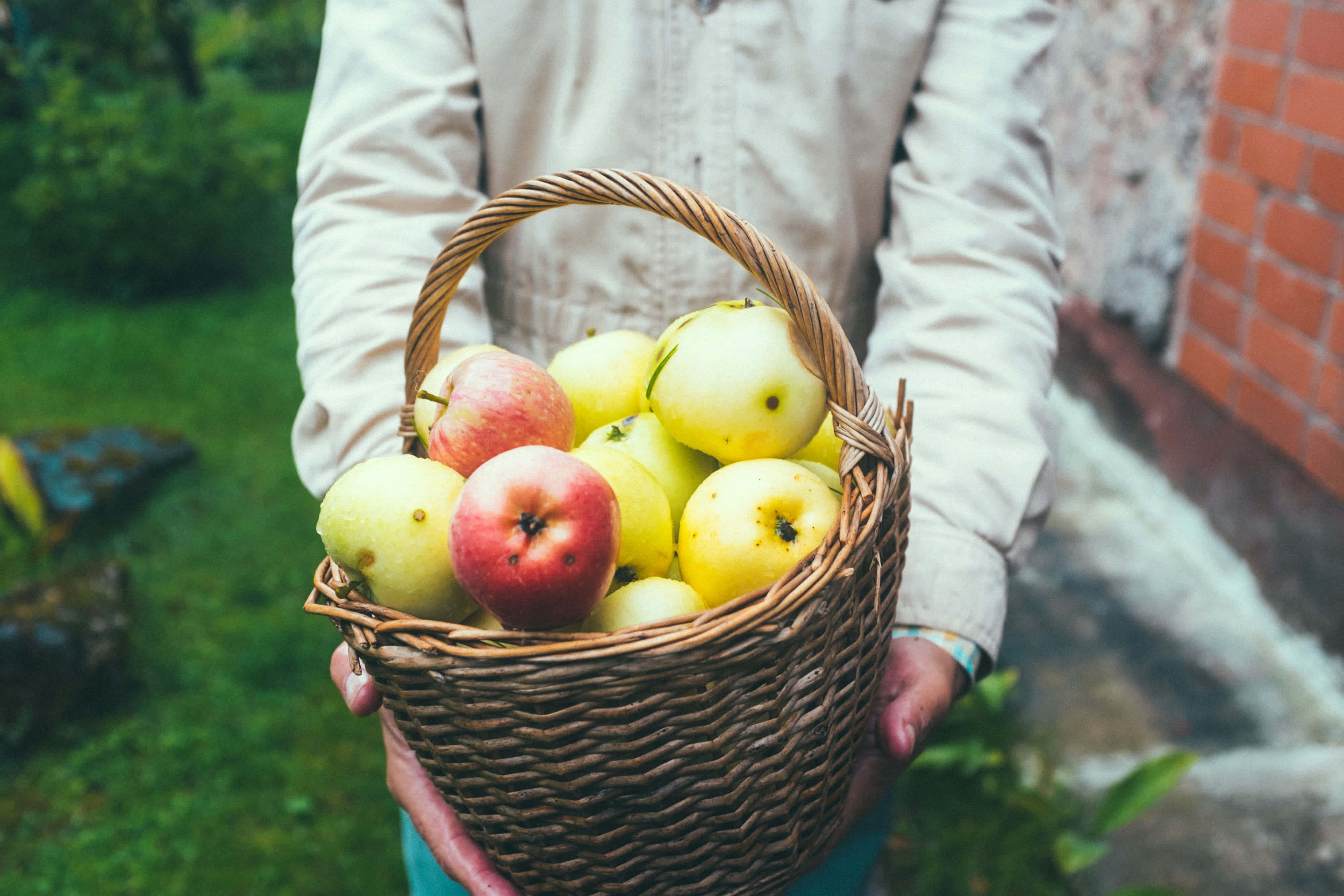 Apple Picking 桌布 壁紙 — 一個人手持一個編織籃，裡面裝滿了新鮮的紅蘋果和黃蘋果，背景是綠草和磚牆。