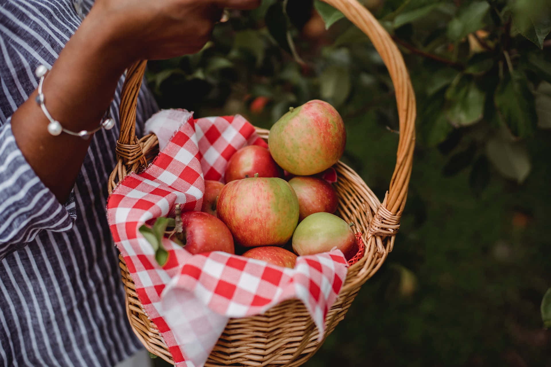 Apple Picking 桌布 壁紙 — 一個人手持一個鋪有紅白格仔布的柳條籃，裏面裝滿了新鮮採摘的紅蘋果和青蘋果，背景是模糊的綠色樹葉。
