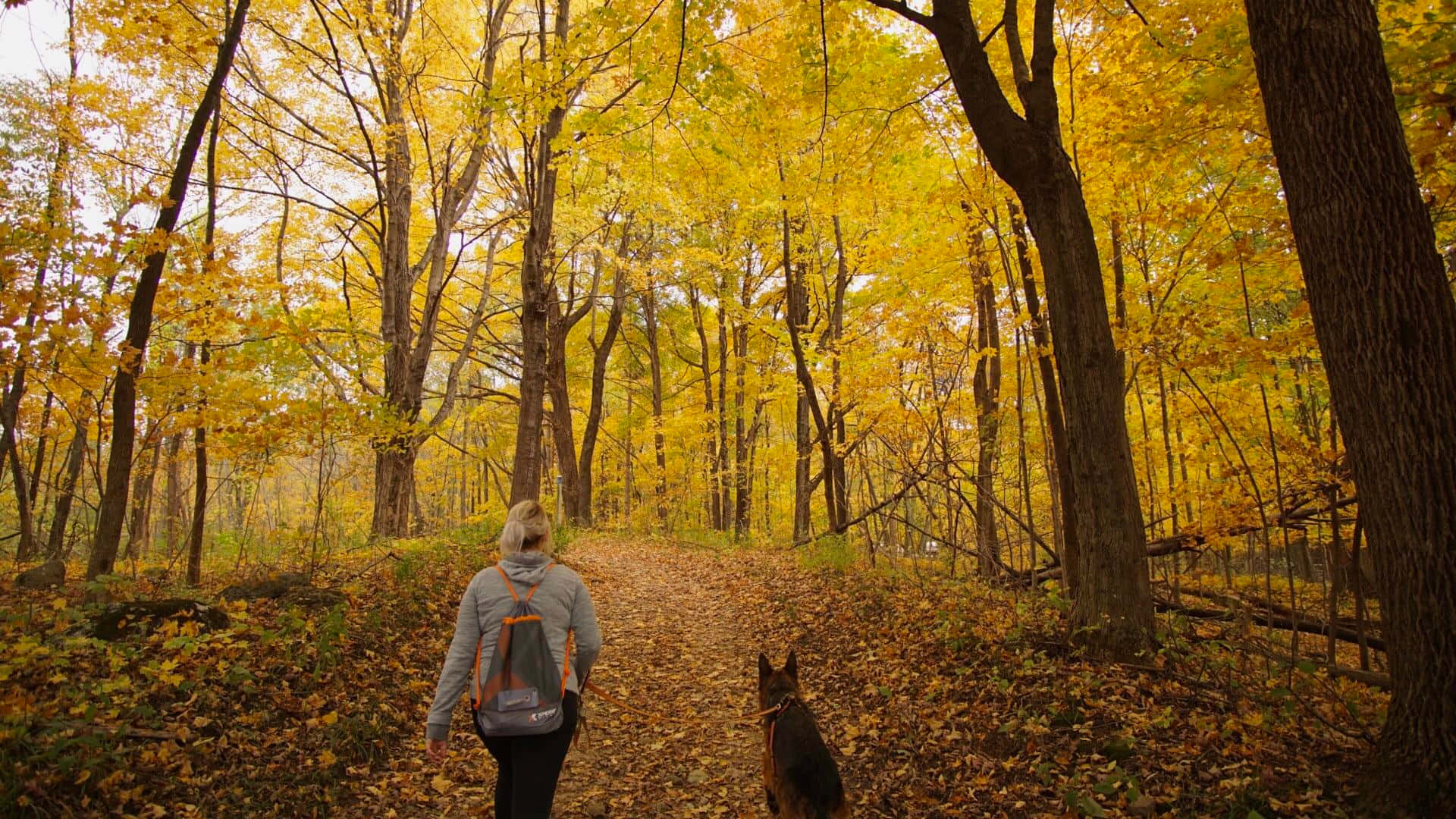 Fall Hikes 桌布 壁紙 — 一個人揹著背囊同一隻德國牧羊犬喺金色秋樹嘅樹冠下行一條鋪滿落葉嘅森林小徑。