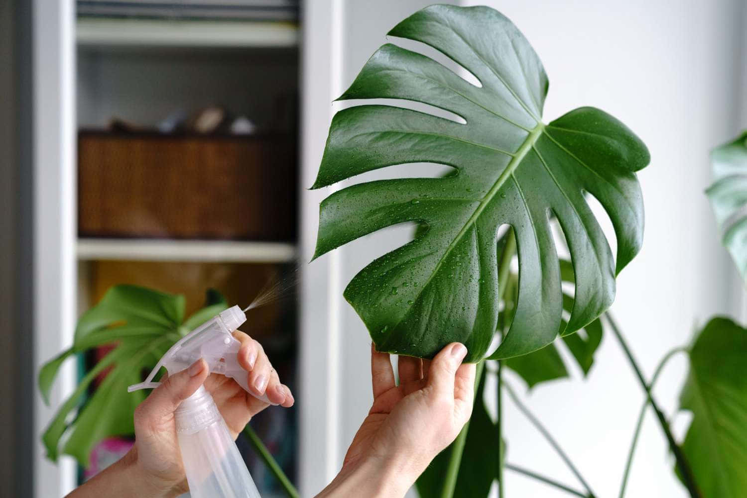 一個人正將一片膠片放在龜背竹上 壁紙