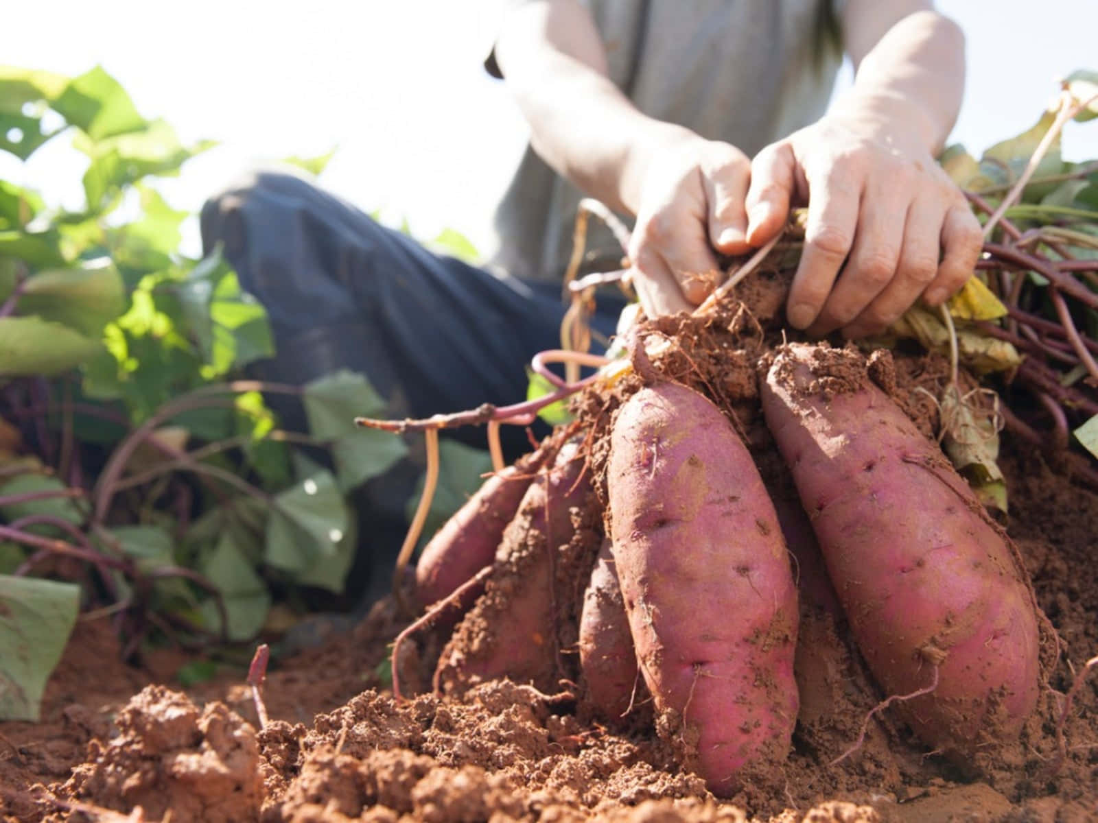 Yellow Sweet Potato 桌布 壁紙 — 一個人跪在陽光明媚的田野中，從肥沃的棕色土壤中拔出新鮮的紫色番薯，周圍有綠色藤蔓。