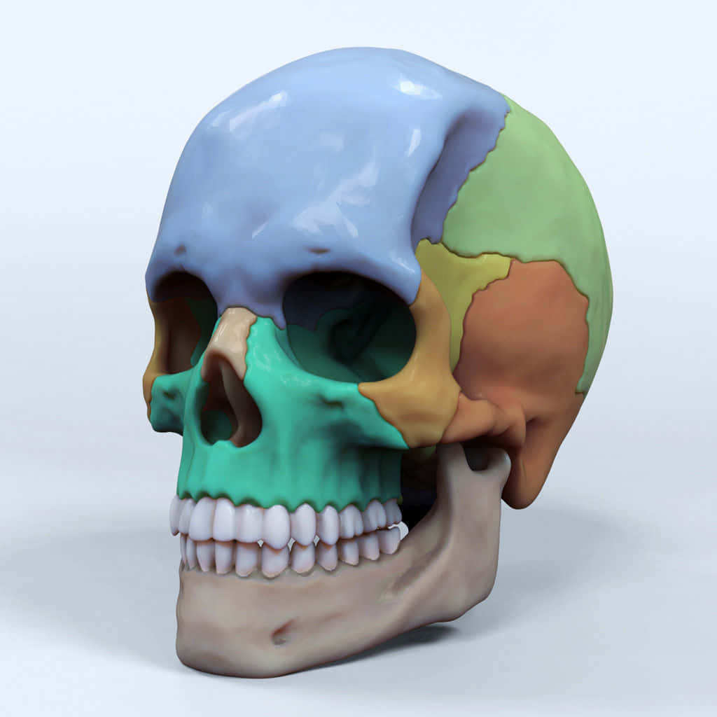 3d Skull 桌布 壁紙 — 一個人類頭骨，帶有藍色、綠色、黃色和米色的彩色分段部分，置於純白色背景上。