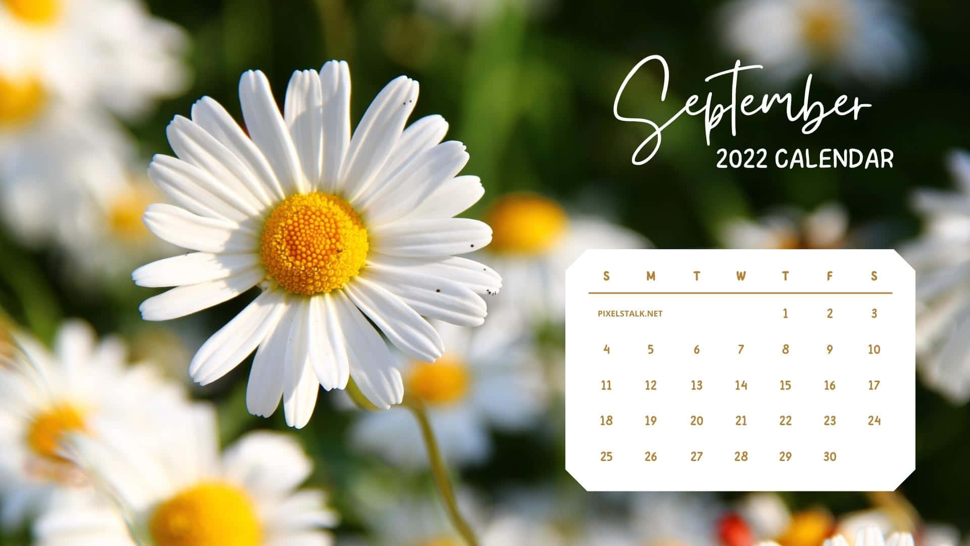 九月 桌布 壁紙 — 一個充滿活力的2022年9月日曆，疊加在陽光明媚的白色雛菊田上，雛菊有黃色花心。