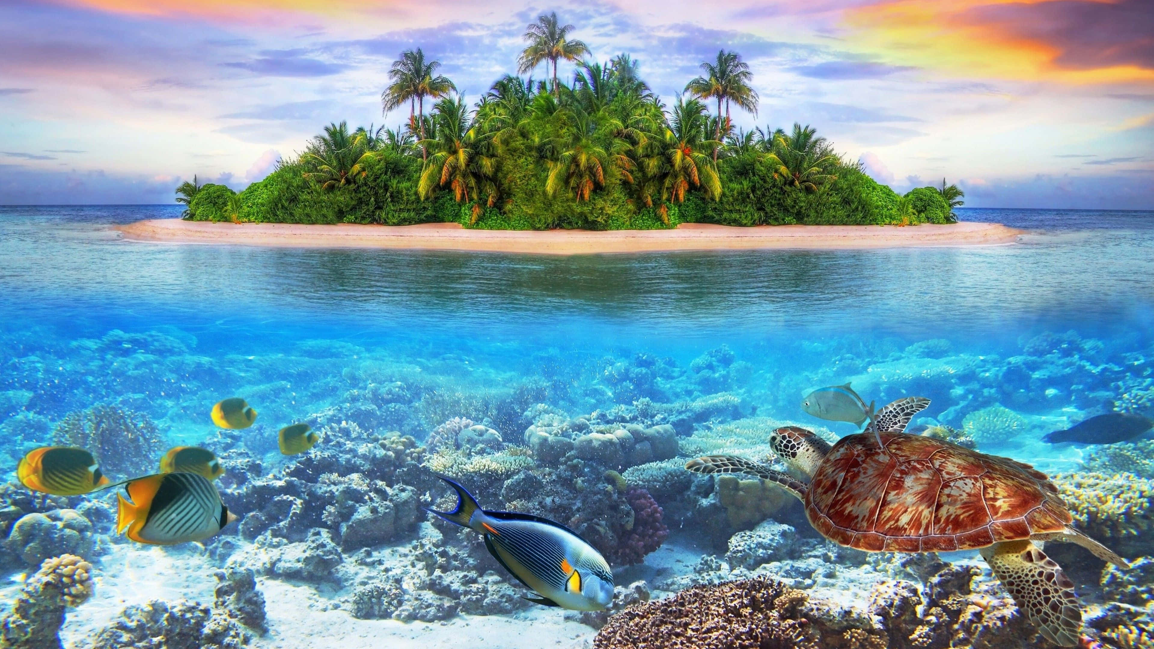 Maldives Beach 桌布 壁紙 — 一個充滿活力的分屏視圖，上方是棕櫚樹的熱帶島嶼，下方是色彩繽紛的珊瑚礁，有海龜和魚類。