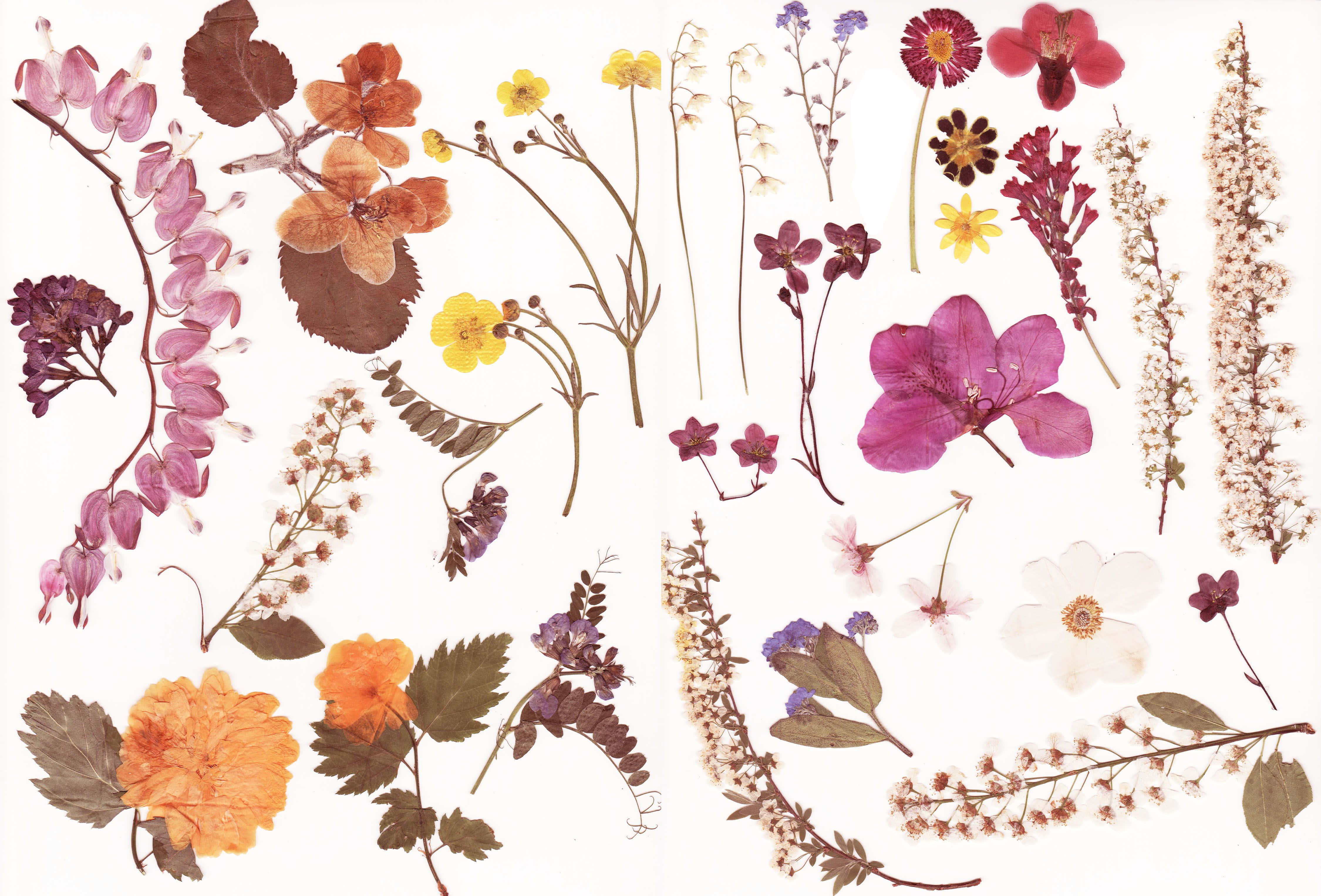 Dried Flowers 桌布 壁紙 — 一個充滿活力的壓花和葉子系列，以豐富的紫色、黃色和橙色調排列在潔淨的白色背景上。