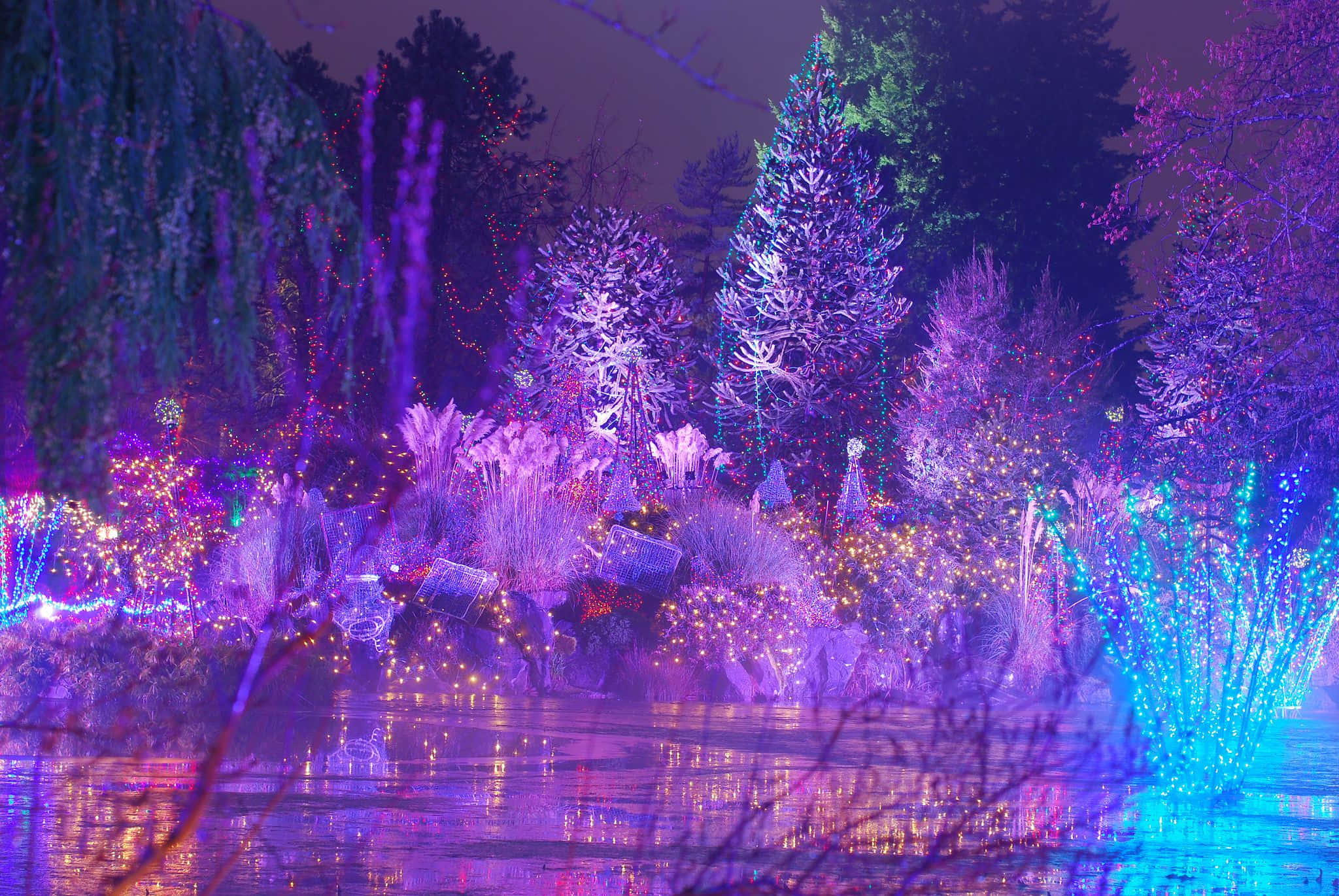 Purple Christmas 桌布 壁紙 — 一個充滿活力的夜間花園，被紫色、藍色和金色的燈光照亮，燈光在水面上反射，樹木和灌木閃閃發光。