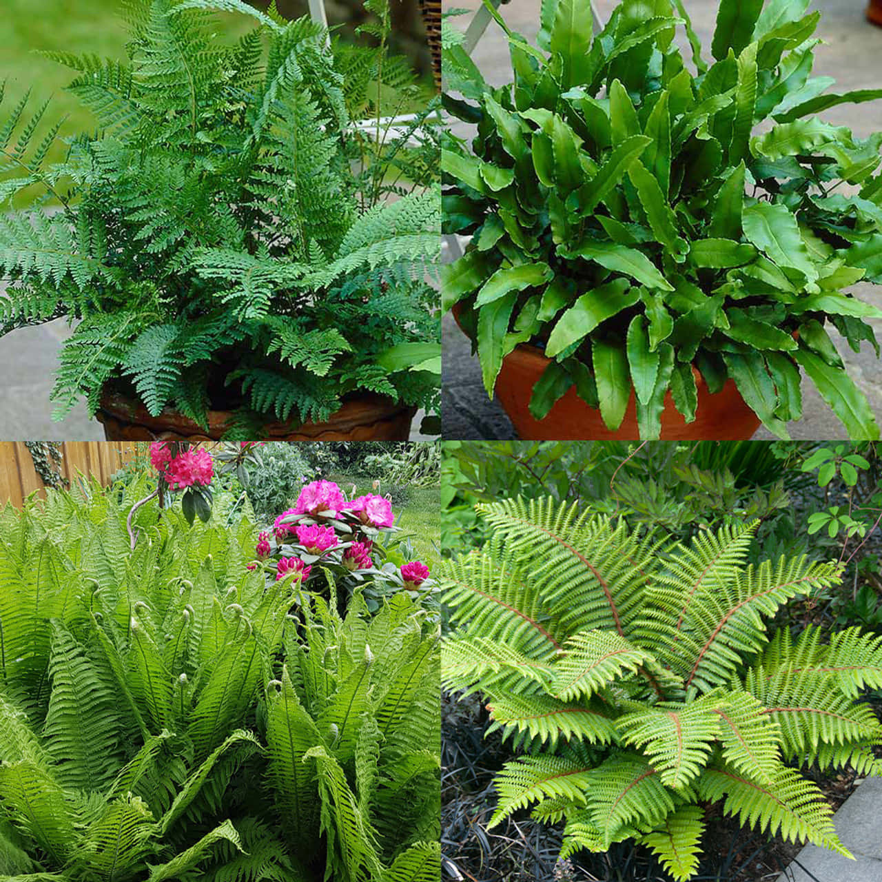 Green Fern 桌布 壁紙 — 一個充滿活力的拼貼畫，展示盆栽和花園花床中茂盛的綠色蕨類植物和粉紅色開花植物。
