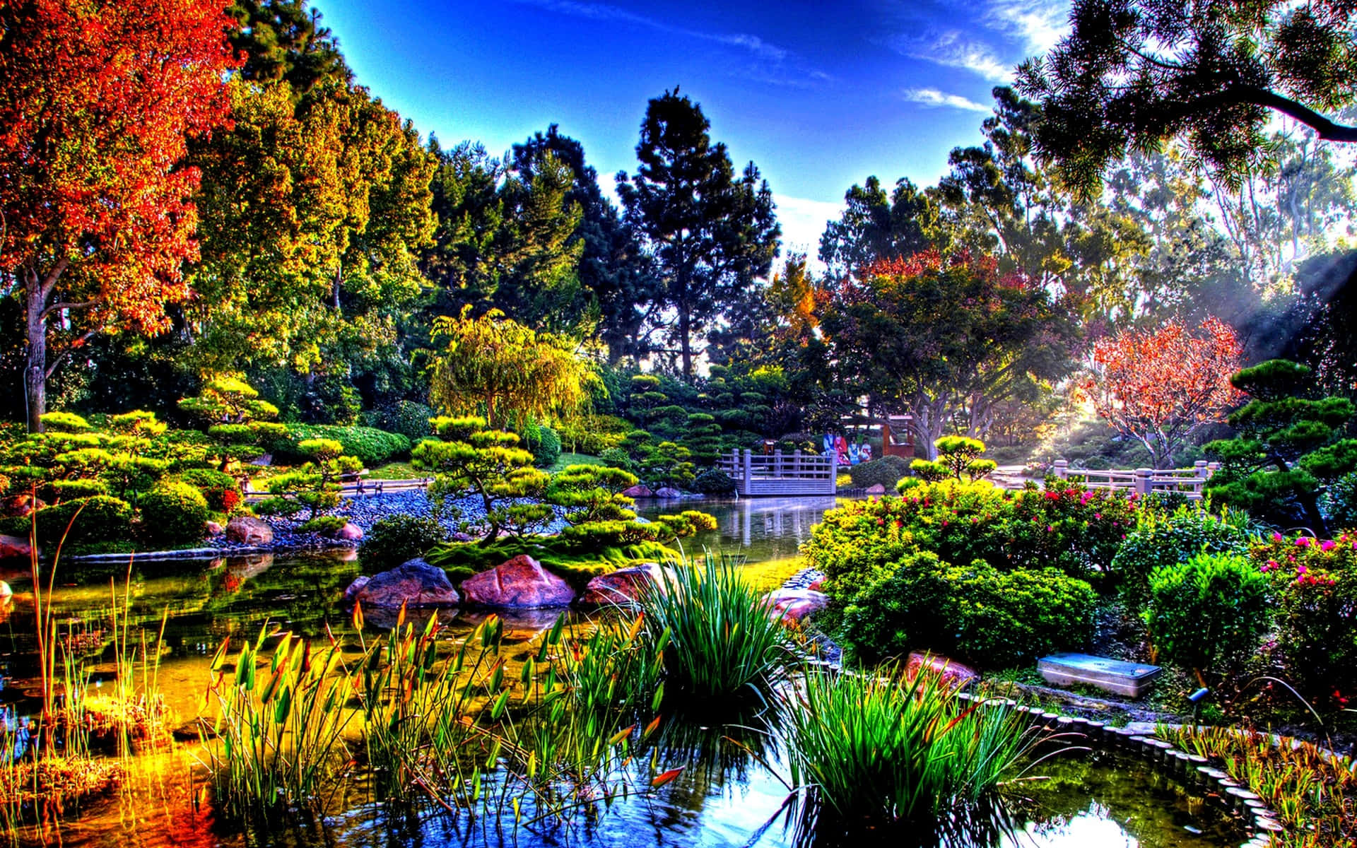 Garden Photography 桌布 壁紙 — 一個充滿活力的日本花園池塘，周圍環繞著秋樹和修剪整齊的灌木，在明亮的藍天下。