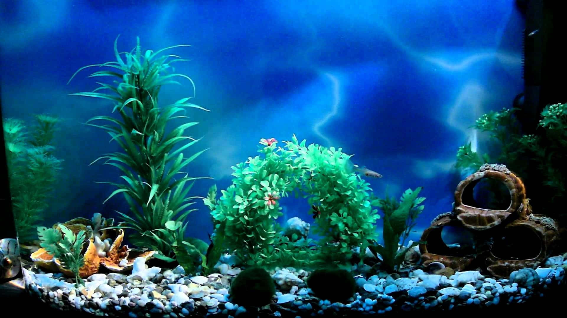 Aquarium 桌布 壁紙 — 一個充滿活力的水族箱場景，有茂盛的綠色植物、白色礫石和陶瓷藏身處，在藍色燈光下。