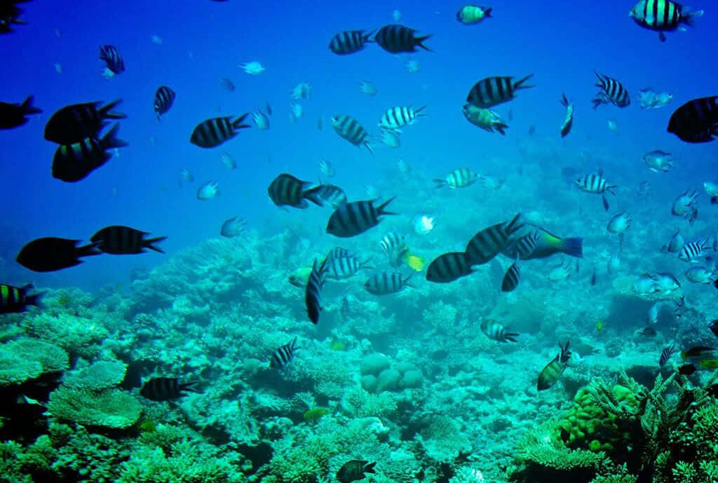 Aquatic 桌布 壁紙 — 一個充滿活力的海底場景，條紋魚在色彩繽紛的珊瑚礁上優雅地游動，沐浴在藍綠色的光線中。