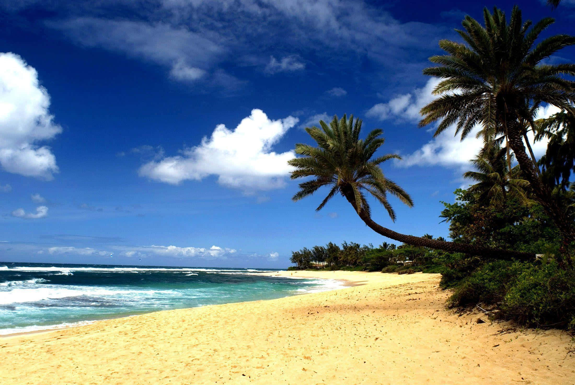 Hawaiian Beach 桌布 壁紙 — 一個充滿活力的熱帶海灘，有金色的沙灘、碧綠色的海浪和棕櫚樹，在明亮的藍天和白雲下搖曳。