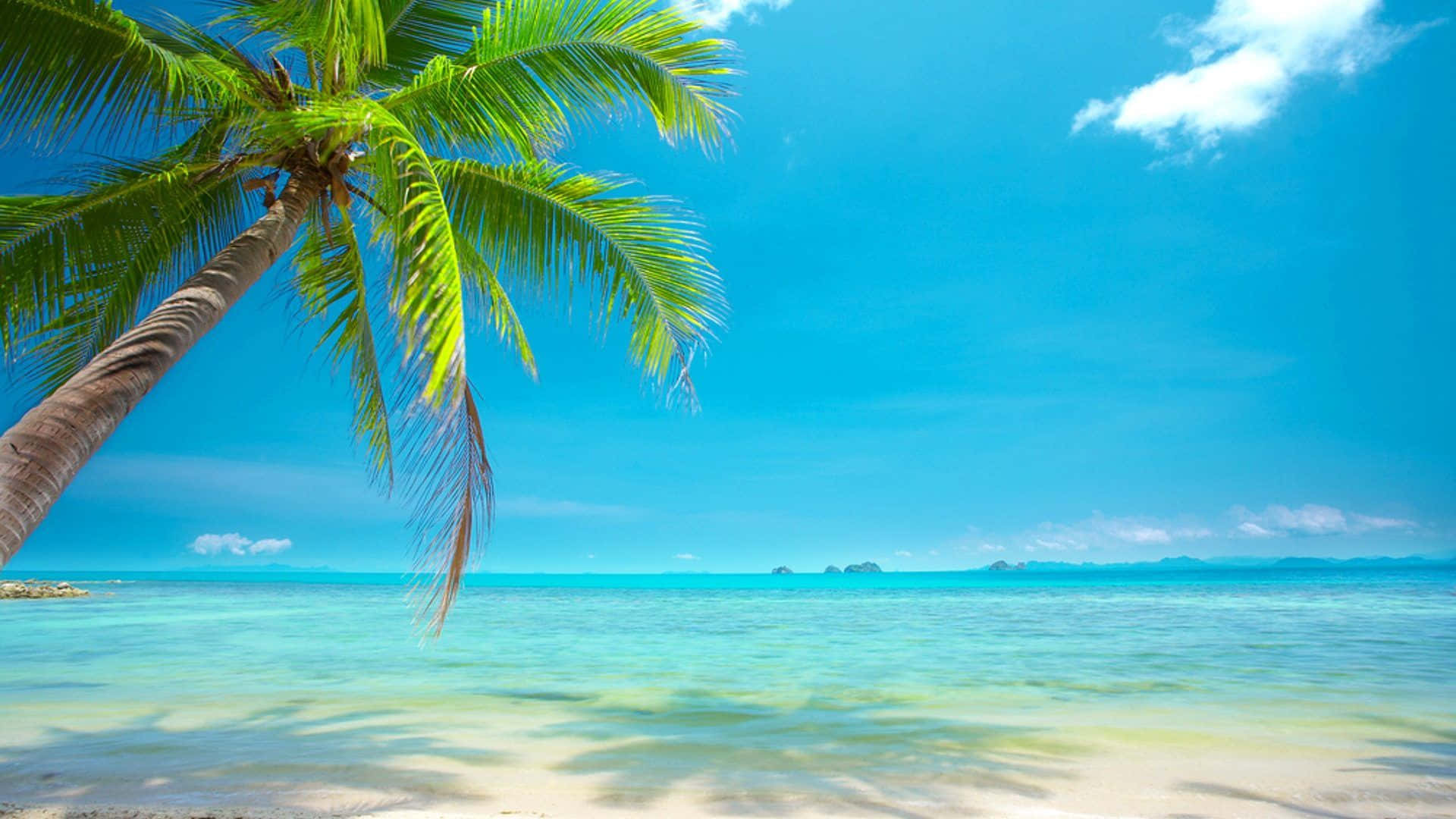 Vacation 桌布 壁紙 — 一個充滿活力的熱帶海灘場景，一棵傾斜的棕櫚樹在明亮的藍天下在碧綠的海水上投下陰影。