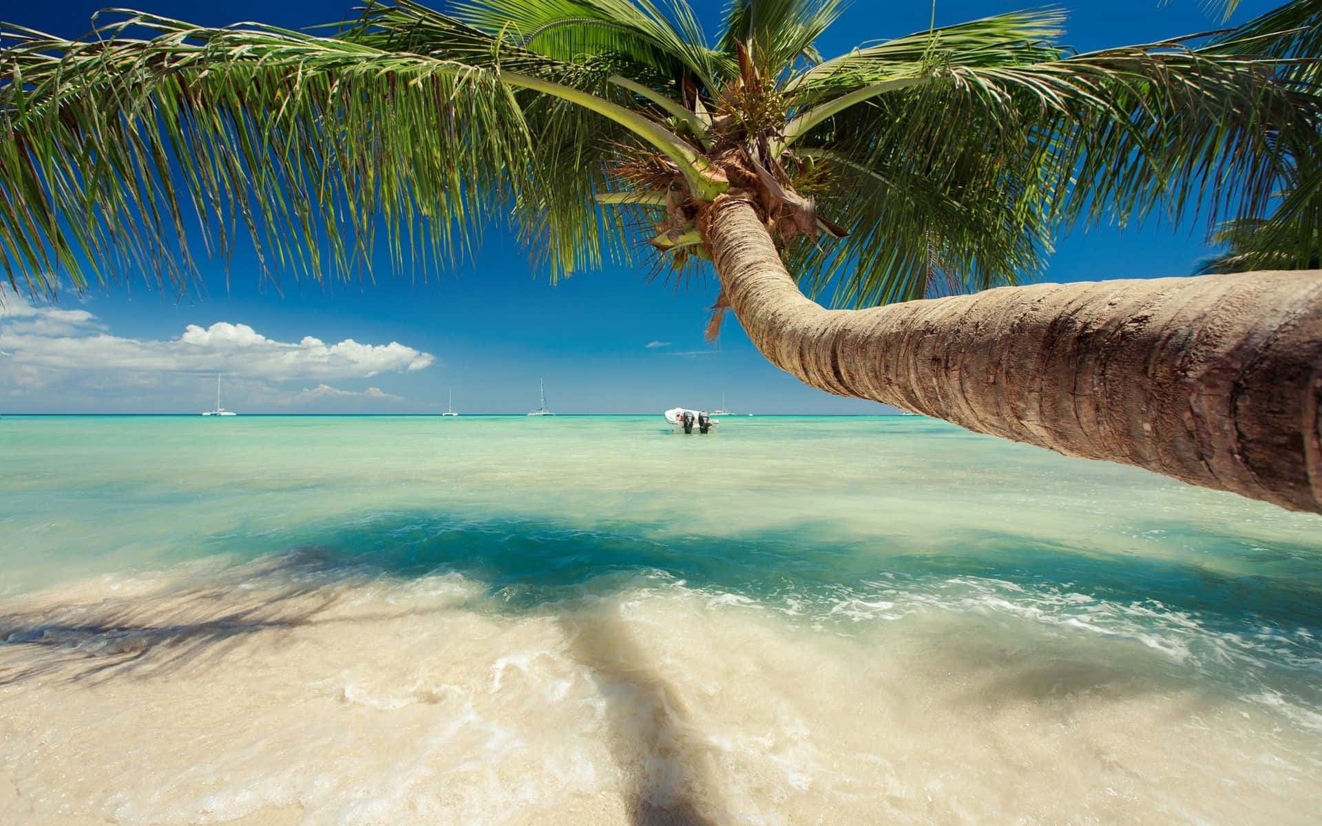 Caribbean 桌布 壁紙 — 一個充滿活力的熱帶海灘場景，傾斜的棕櫚樹框住碧綠的海水和遠處的帆船，在明亮的藍天下。