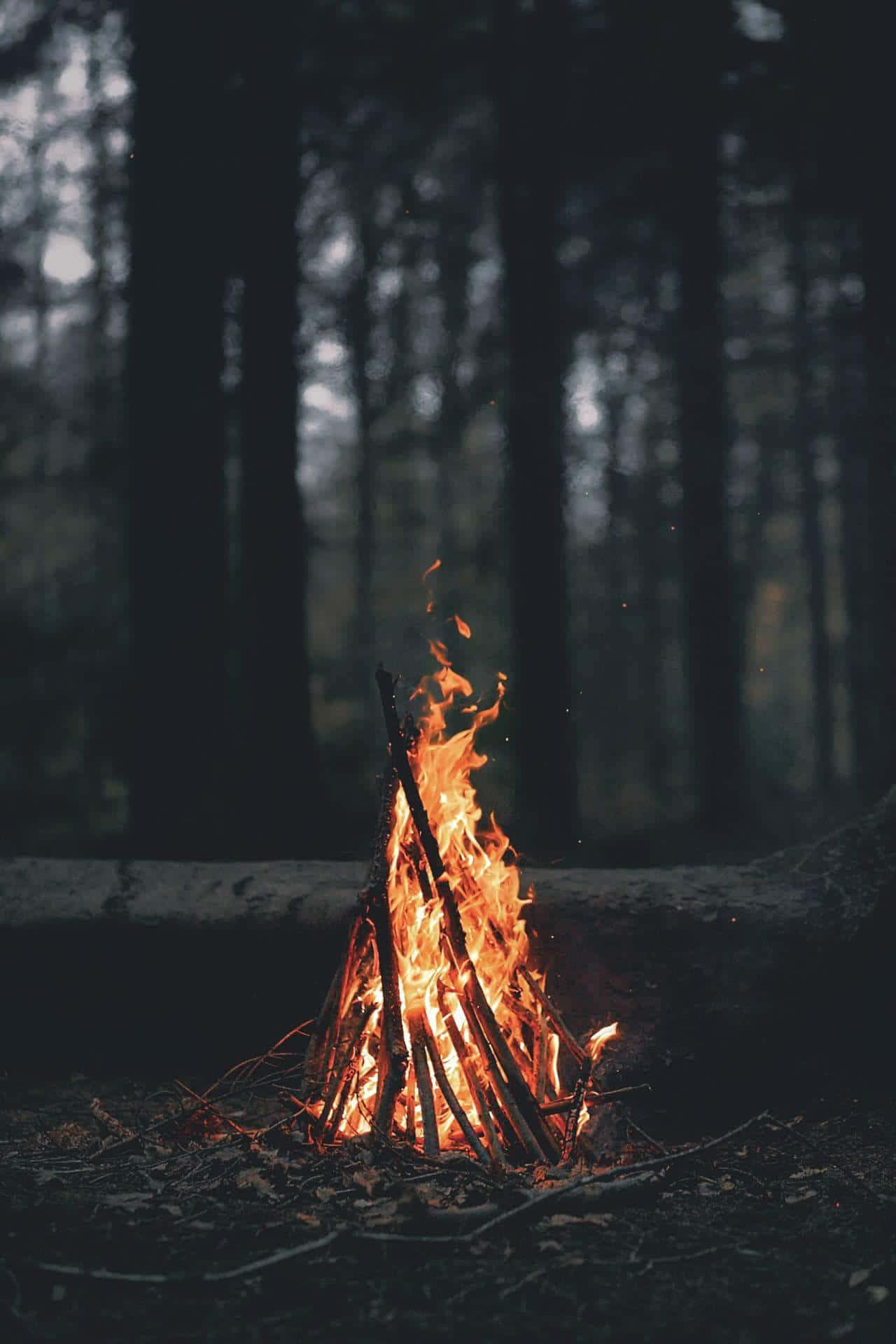 Cozy Fire 桌布 壁紙 — 一個充滿活力的營火在黑暗的森林中夜間噼啪作響，高大的樹木在背後形成剪影。