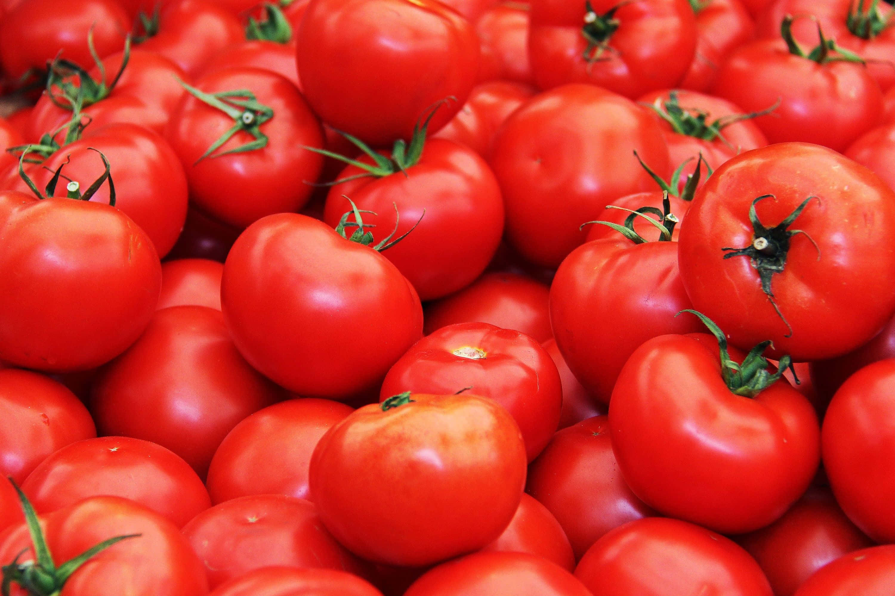 tomato 桌布 壁紙 — 一個充滿活力的特寫，多汁的紅色番茄連著綠色莖部堆疊在一起。