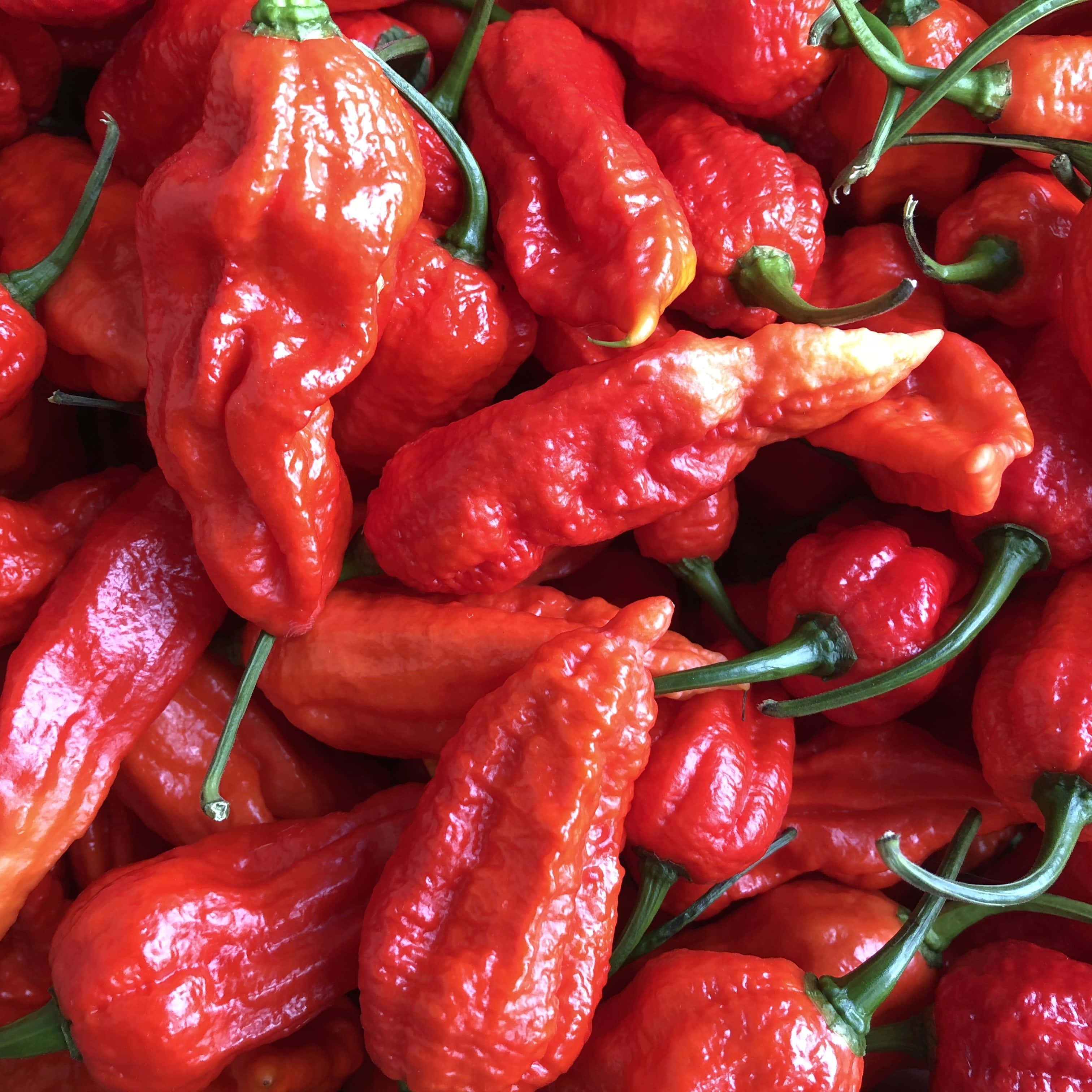 Ghost Pepper 桌布 壁紙 — 一個充滿活力的特寫，展示一堆帶有皺紋表皮和綠色莖的亮紅色辣椒。