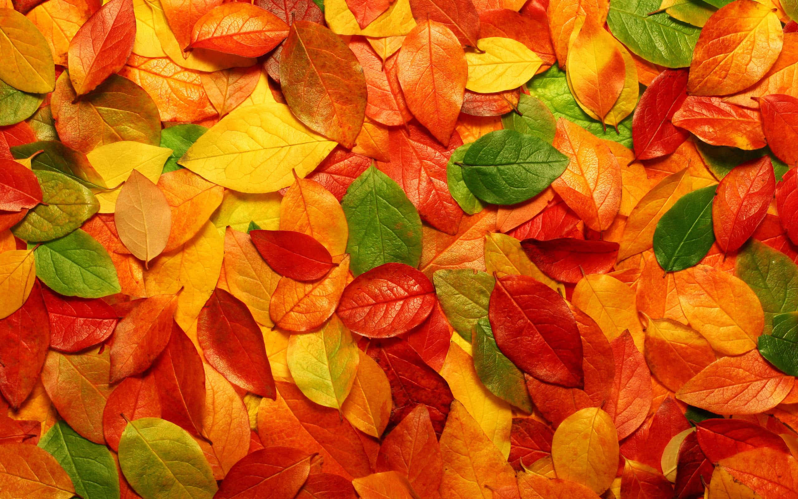 Fallen Leaves 桌布 壁紙 — 一個充滿活力的特寫，散落的秋葉呈現火紅、橙、黃和殘留的綠色，創造出豐富質感的季節性掛毯。