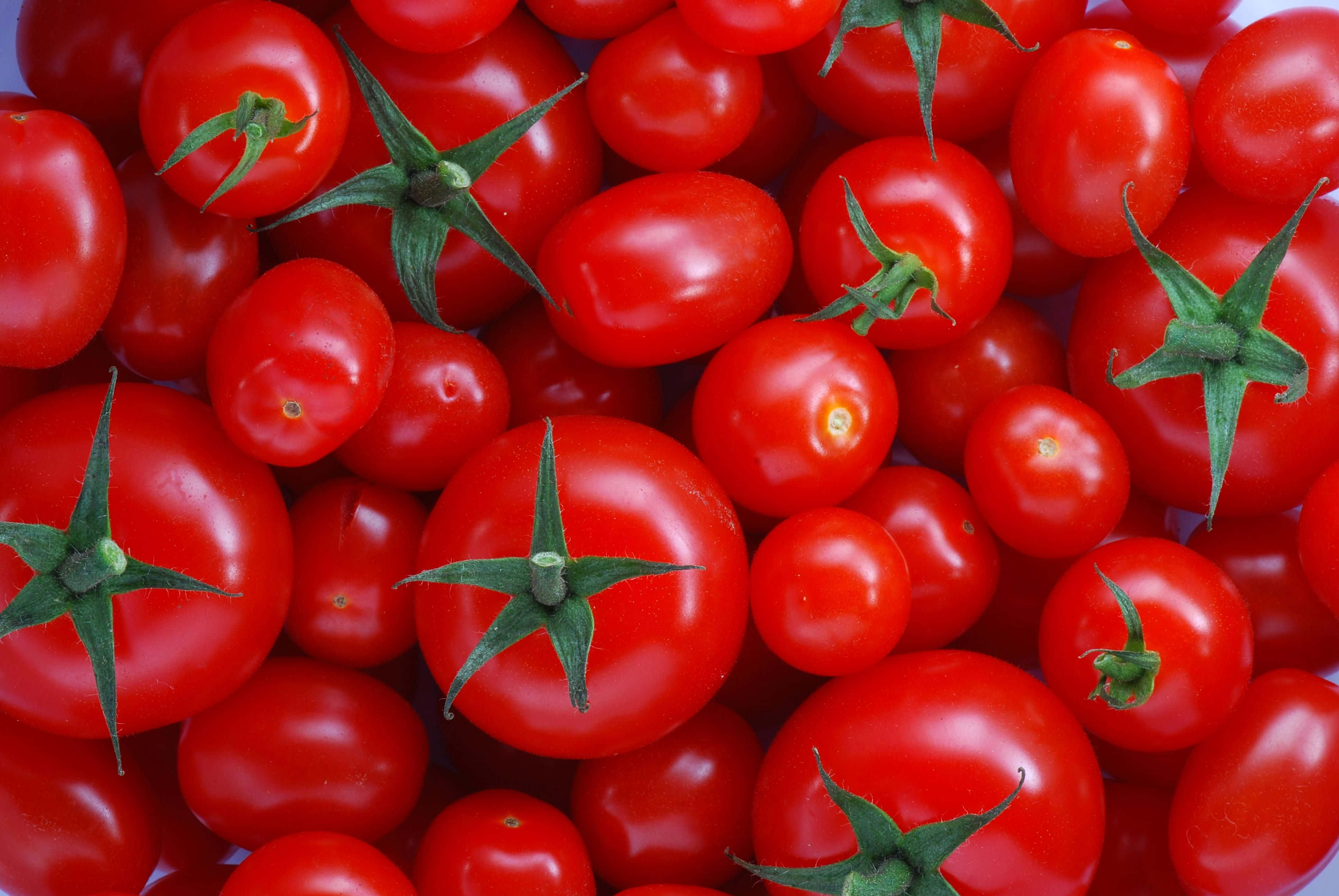 tomato 桌布 壁紙 — 一個充滿活力的特寫，飽滿的紅色櫻桃番茄帶有綠色莖部，在明亮光線下閃閃發光。