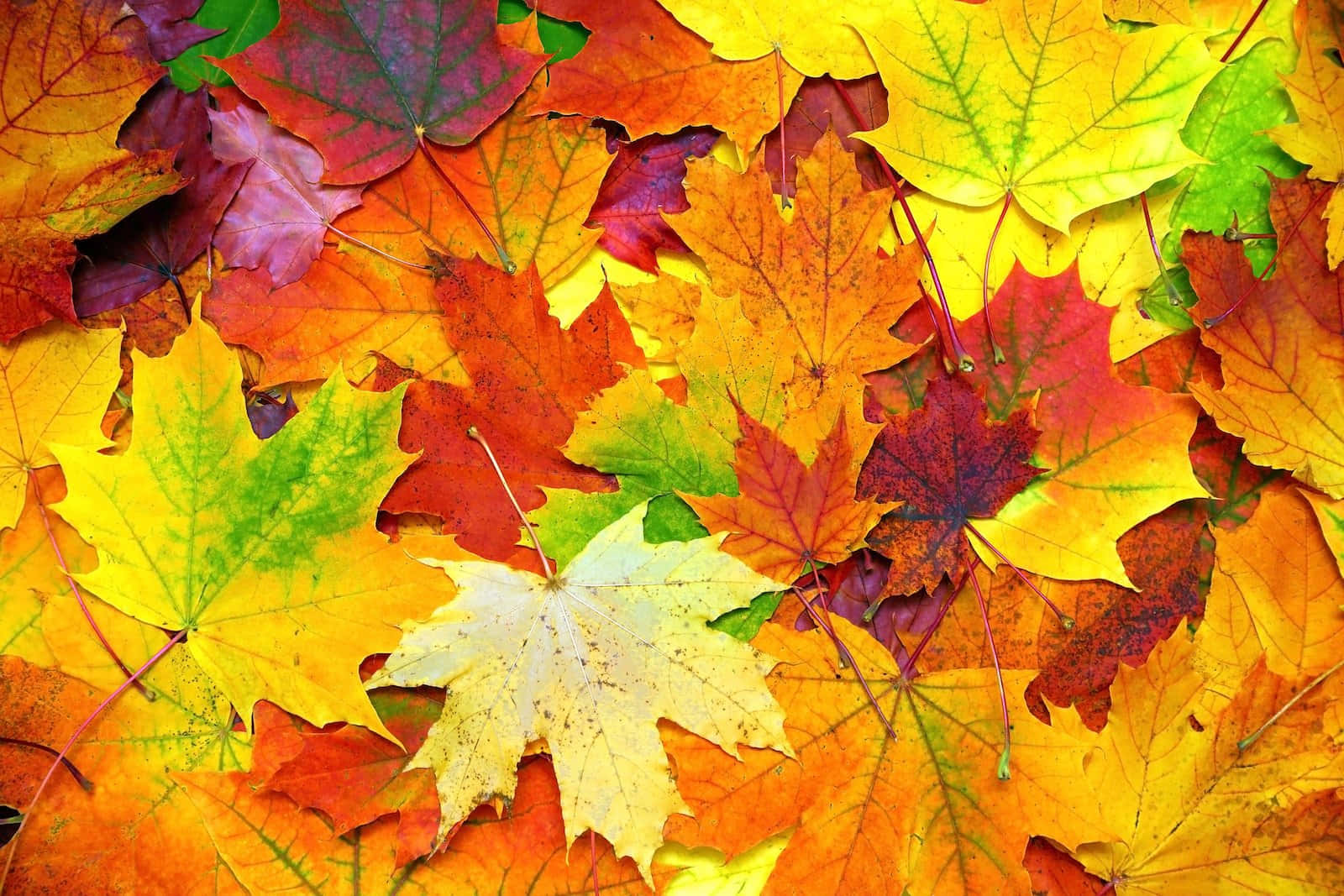 Fall Colors 桌布 壁紙 — 一個充滿活力的特寫鏡頭，呈現出橙色、黃色、紅色和綠色等火熱秋色中重疊的楓葉。