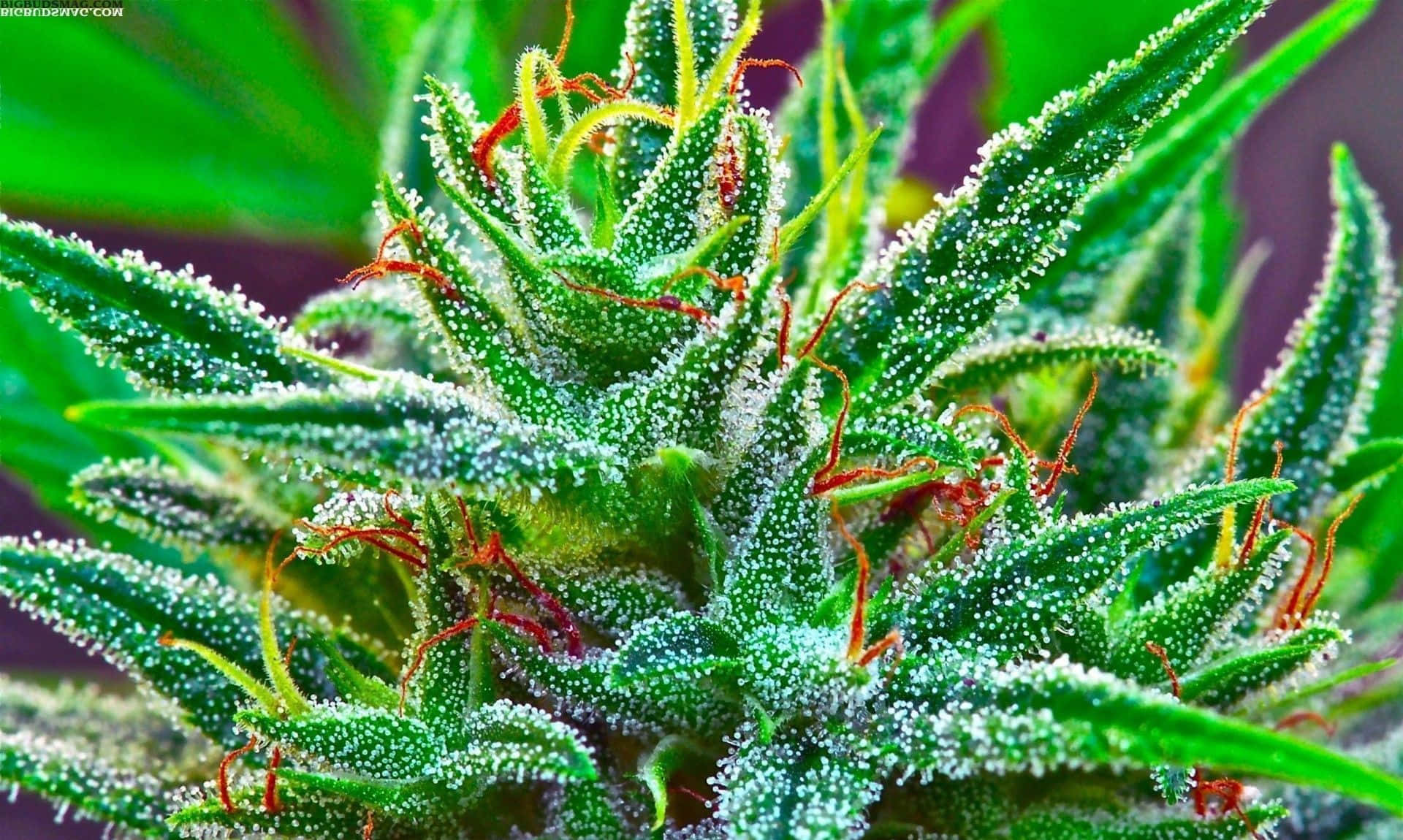大麻 桌布 壁紙 — 一個充滿活力的特寫鏡頭，展示了一個覆蓋著霜狀白色毛狀體和橙色雌蕊的大麻花蕾，背景是模糊的綠色。