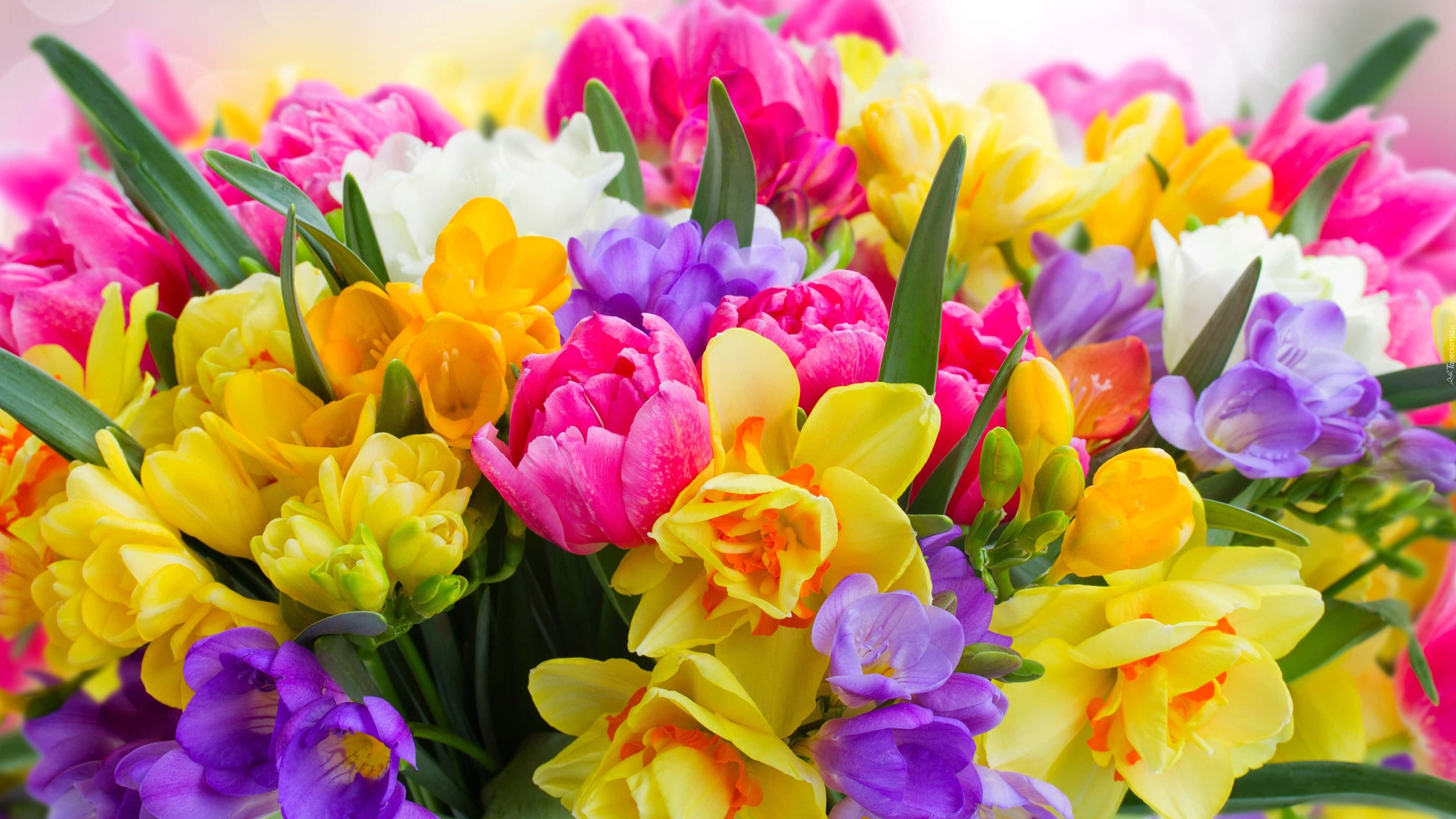 Colorful Flowers 桌布 壁紙 — 一個充滿活力的特寫鏡頭，捕捉了一束茂盛的花束，綻放著粉紅、黃、紫、白色的鬱金香和小蒼蘭。