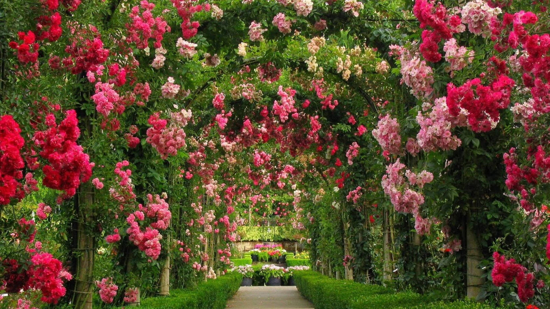 Flower Garden 桌布 壁紙 — 一個充滿活力的玫瑰拱門在頭頂彎曲，粉紅色和紅色的花朵層層疊疊，襯托出一條陽光普照的花園小徑。