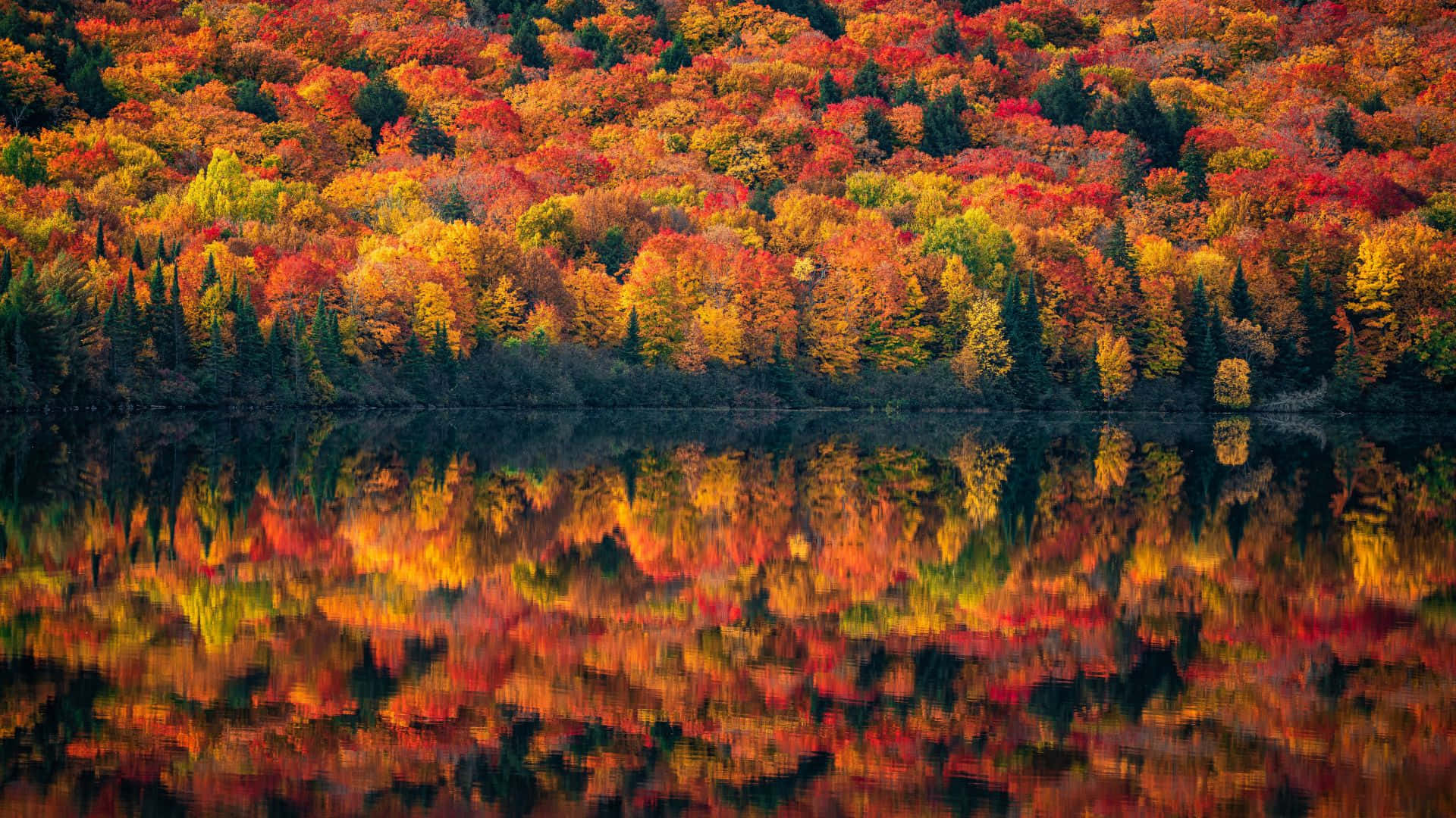 Fall Forest 桌布 壁紙 — 一個充滿活力的秋日森林，紅、橙、黃色的樹葉完美地倒映在平靜的湖面上。