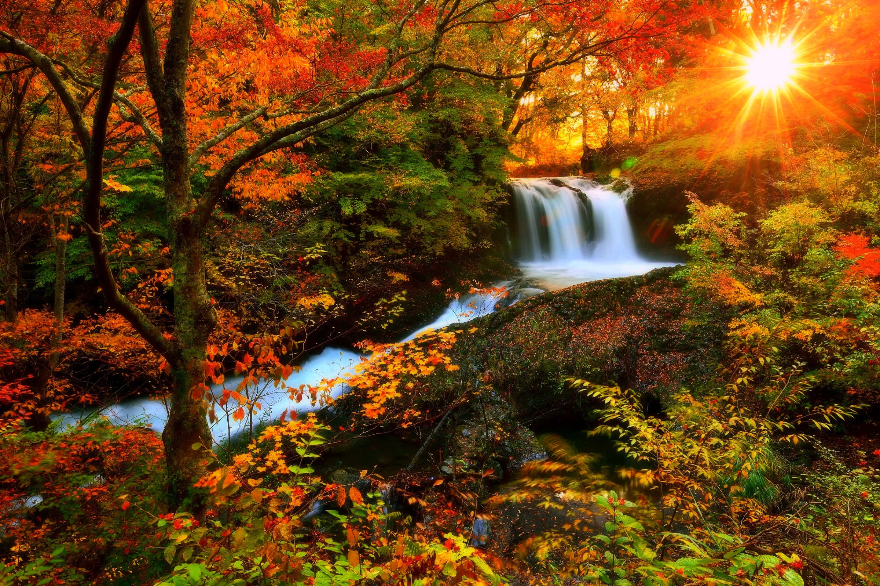 Fall Photography 桌布 壁紙 — 一個充滿活力的秋日森林瀑布，在熾熱的橙色和綠色樹葉間，燦爛的陽光照射下閃閃發光。