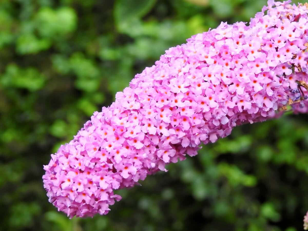 Butterfly Bush 桌布 壁紙 — 一個充滿活力的粉紅色花穗，密密麻麻地佈滿了細小的花朵，每朵花都有一個精緻的橙色中心，背景是柔和的綠色模糊效果。