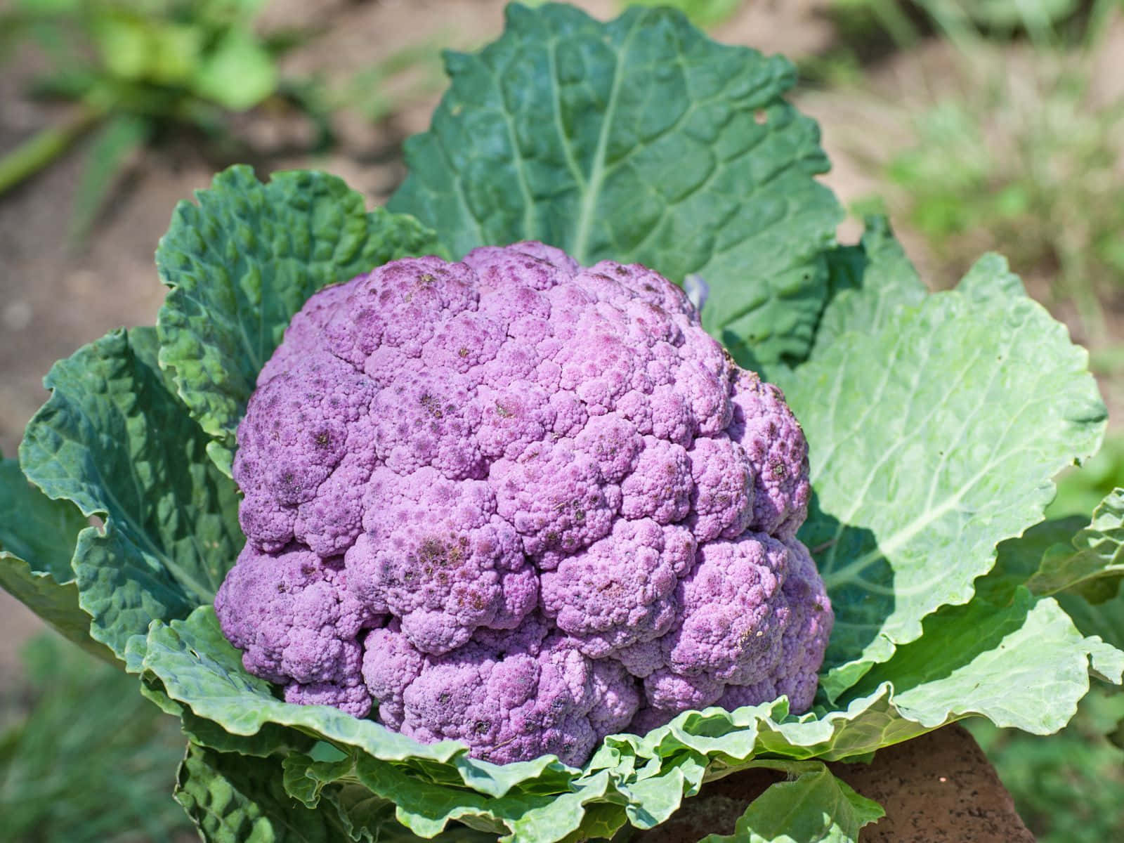 Purple Cauliflower 桌布 壁紙 — 一個充滿活力的紫色椰菜花，依偎在陽光普照的花園苗床中大片綠葉之間。