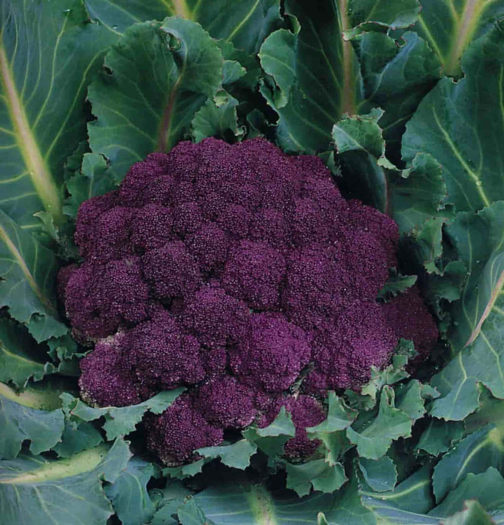 Purple Cauliflower 桌布 壁紙 — 一個充滿活力的紫色椰菜花，藏身於帶有明顯葉脈的大片綠葉之間。