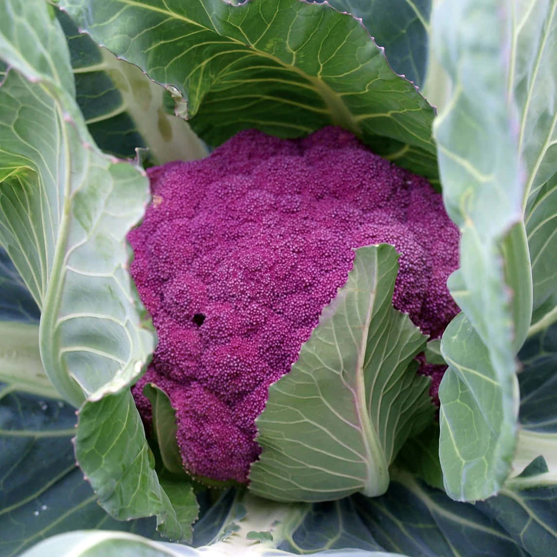Purple Cauliflower 桌布 壁紙 — 一個充滿活力的紫色椰菜花近距離特寫，依偎在帶有明顯葉脈的大片綠葉之間。