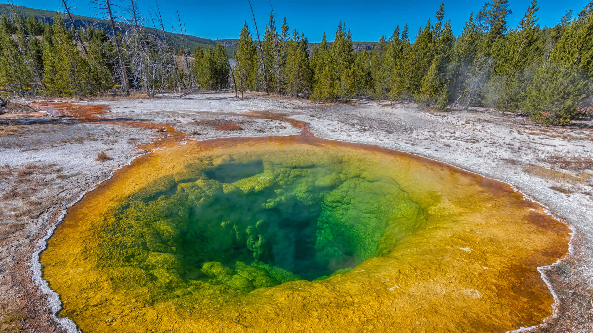 Yellowstone Geysers 桌布 壁紙 — 一個充滿活力的綠松色溫泉，被金色礦物環和常綠樹環繞，在清澈的藍天下。