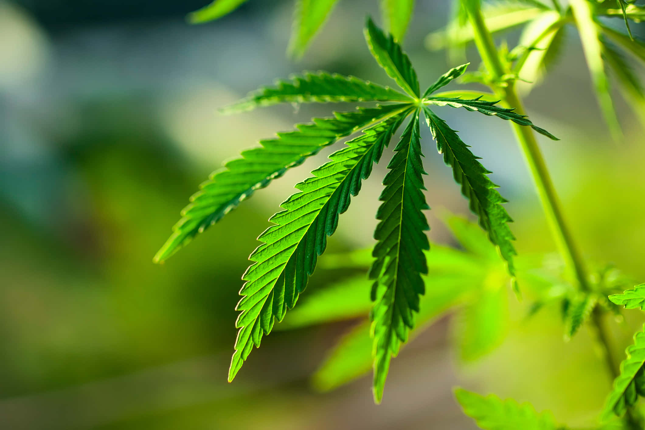 大麻 桌布 壁紙 — 一個充滿活力的綠色大麻葉特寫，邊緣呈鋸齒狀，沐浴在柔和陽光下，背景是模糊的自然景色。