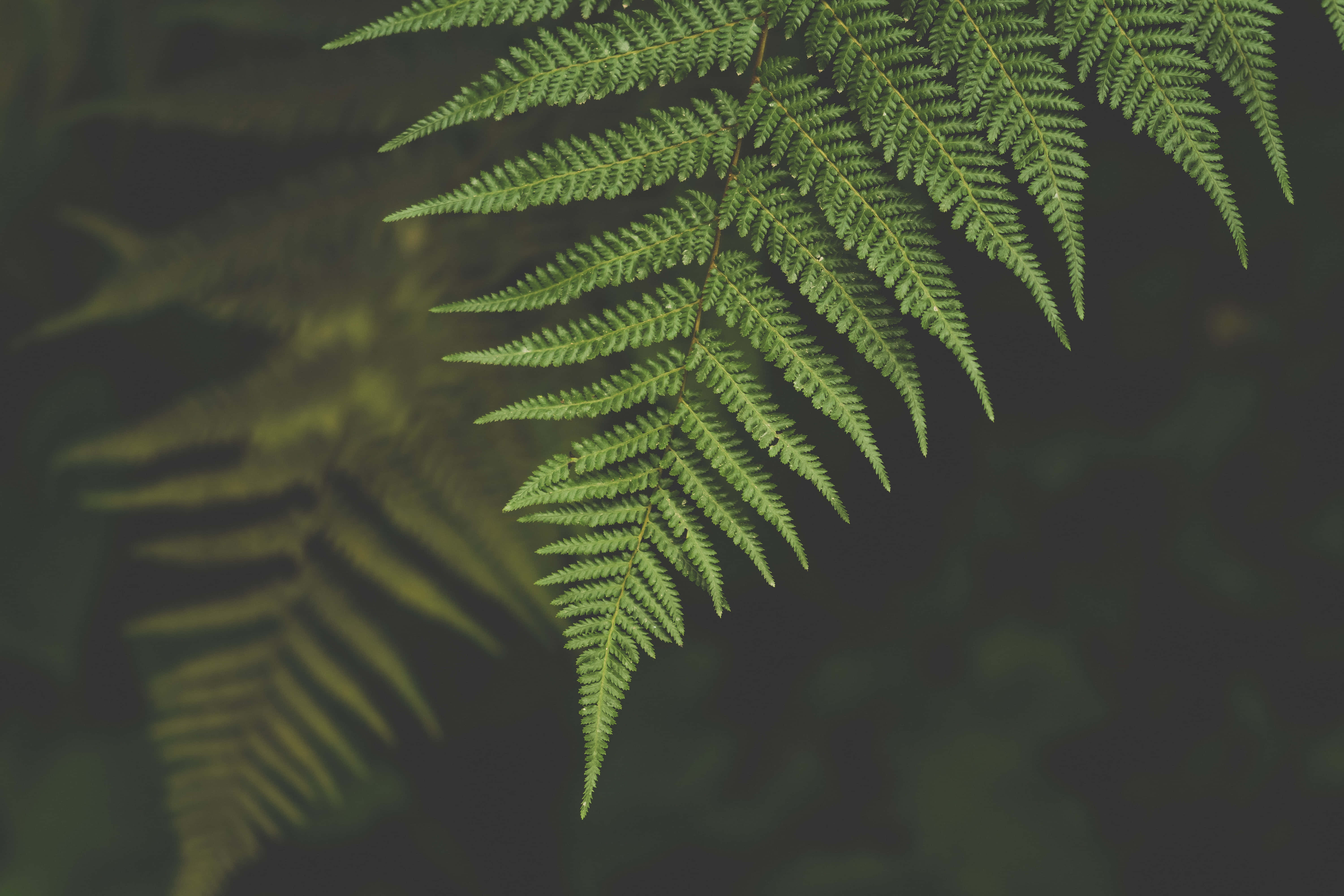 Green Fern 桌布 壁紙 — 一個充滿活力的綠色蕨類植物葉片特寫，帶有精緻的小葉，背景是柔和模糊的深色。