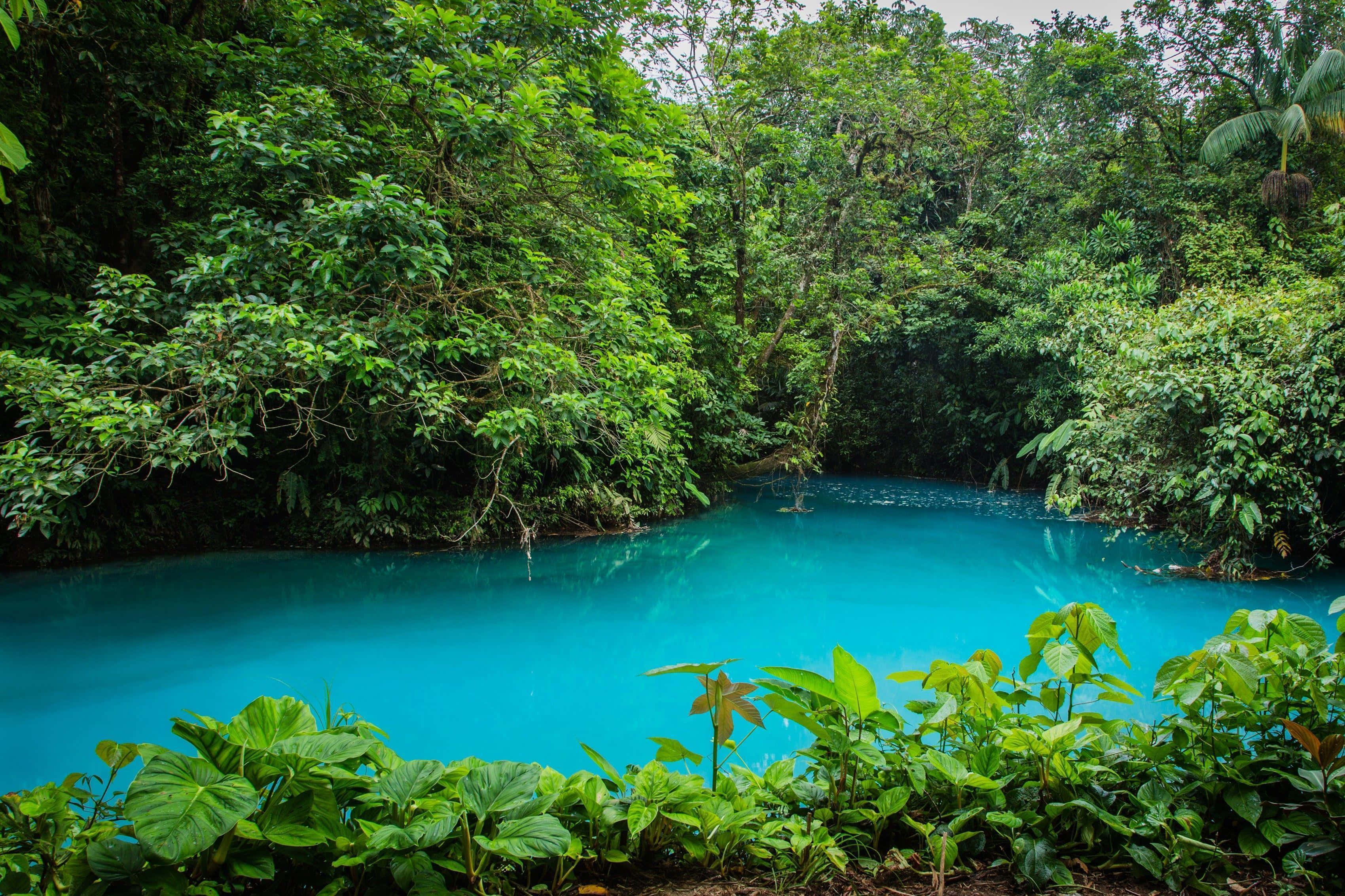 Costa Rica 桌布 壁紙 — 一個充滿活力的藍綠色泳池，坐落在茂密的綠色叢林中，濃密的樹葉環繞著平靜的水面。