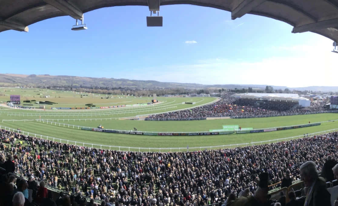 Cheltenham Festival 桌布 壁紙 — 一個充滿活力的賽馬場，在晴朗的藍天下擠滿了歡呼的觀眾。