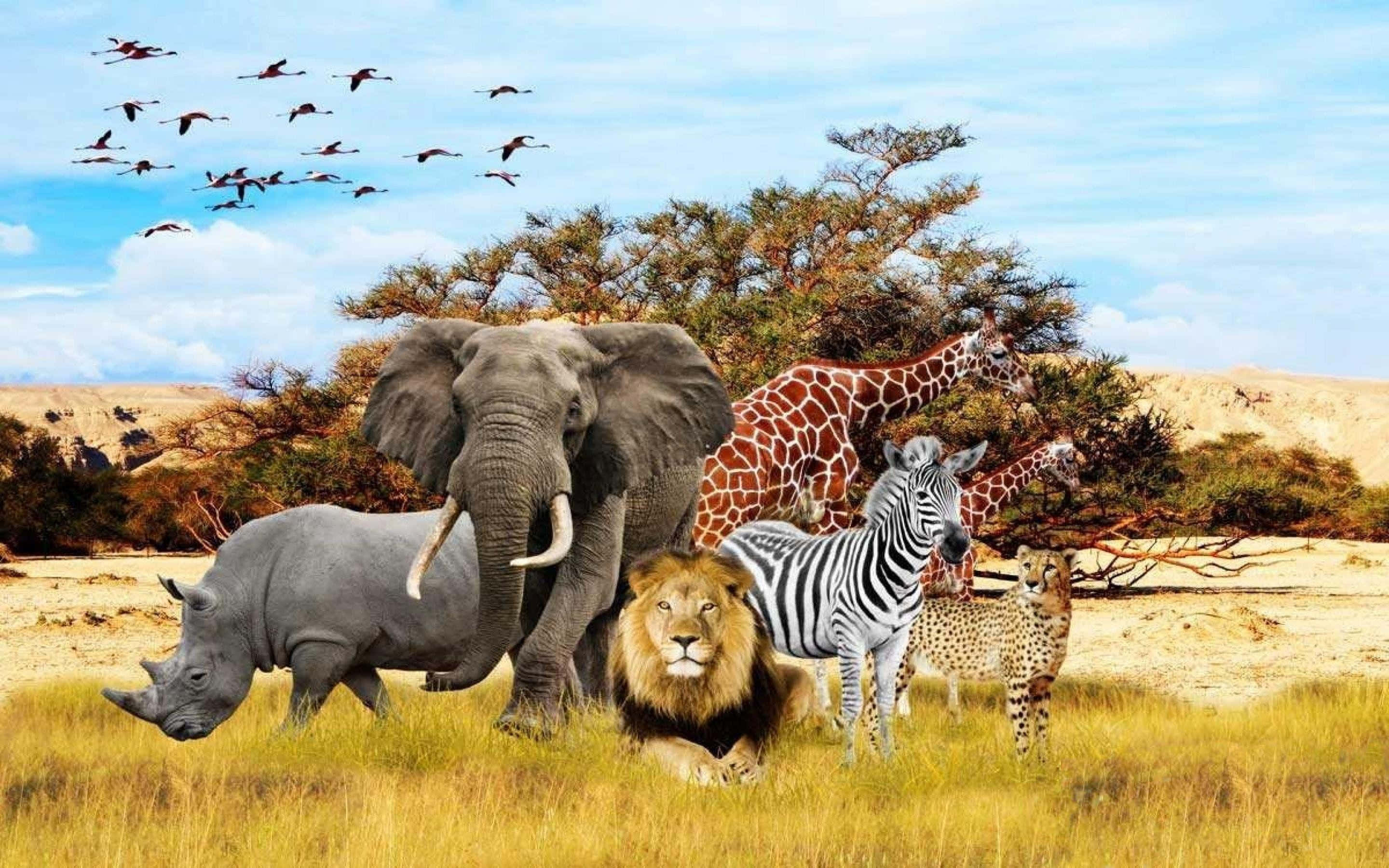 Wild Animals 桌布 壁紙 — 一個充滿活力的非洲稀樹草原場景，有大象、犀牛、獅子、斑馬、長頸鹿和獵豹，在藍天和飛鳥下。
