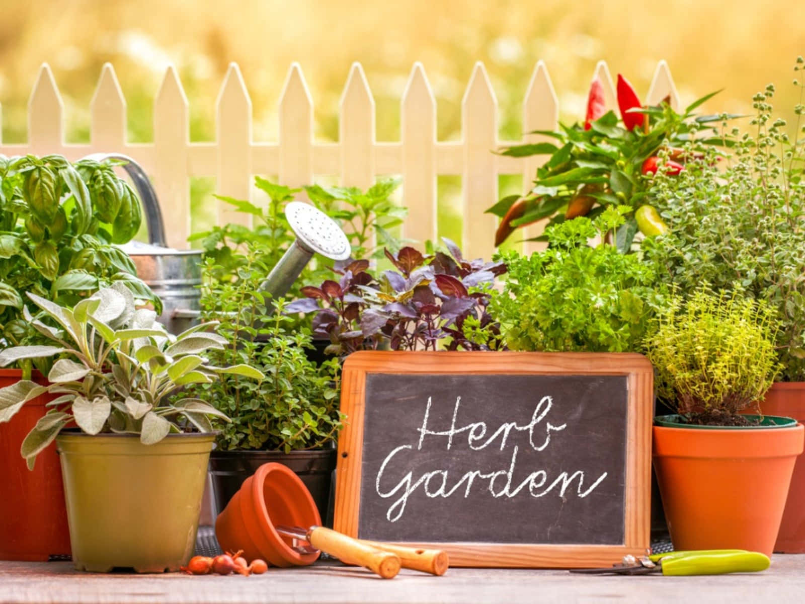 Herb Garden 桌布 壁紙 — 一個充滿活力的香草花園展示，盆栽羅勒、百里香和歐芹擺放在木桌上，配有黑板標誌和園藝工具。