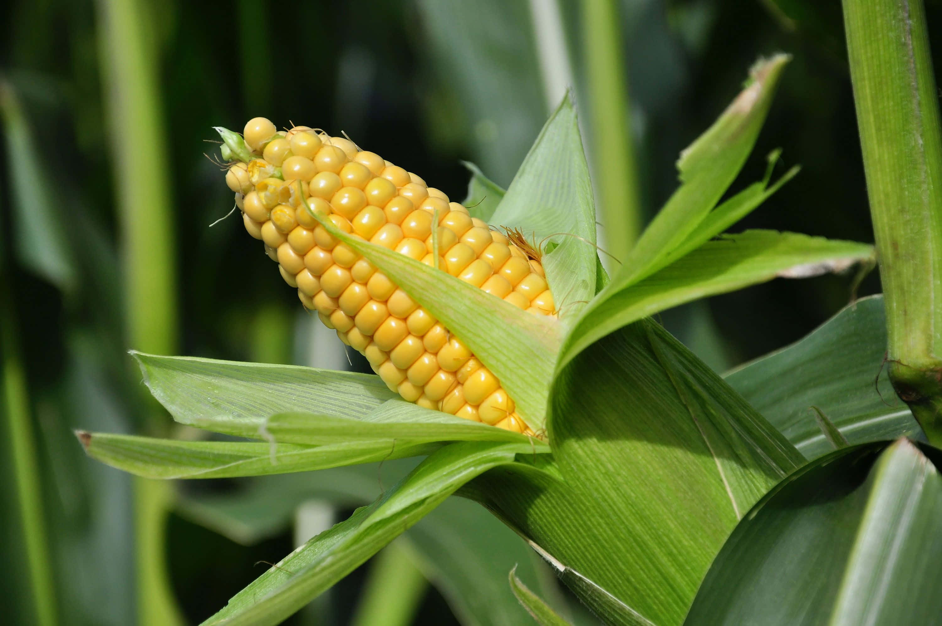 Yellow Corn 桌布 壁紙 — 一個充滿活力的黃色玉米棒，包裹在新鮮的綠色玉米皮中，在明亮的陽光下，背景是模糊的樹葉。