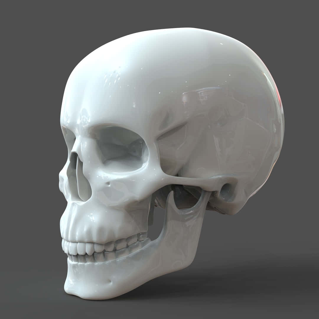 3d Skull 桌布 壁紙 — 一個光澤白色人類頭骨，以3D渲染，柔和燈光，背景為中性灰色。
