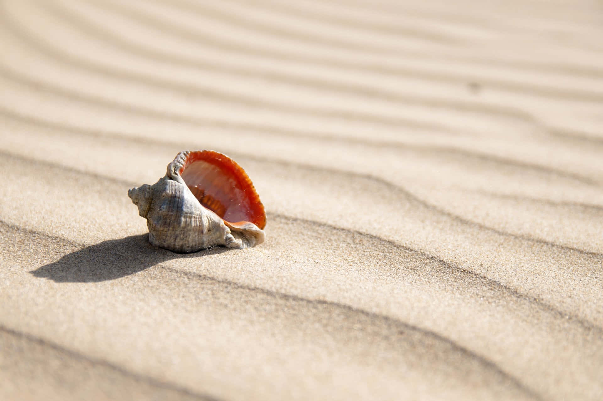 Shell 桌布 壁紙 — 一個內部橙色的單個貝殼在明亮的陽光下躺在波紋狀的金色沙子上。