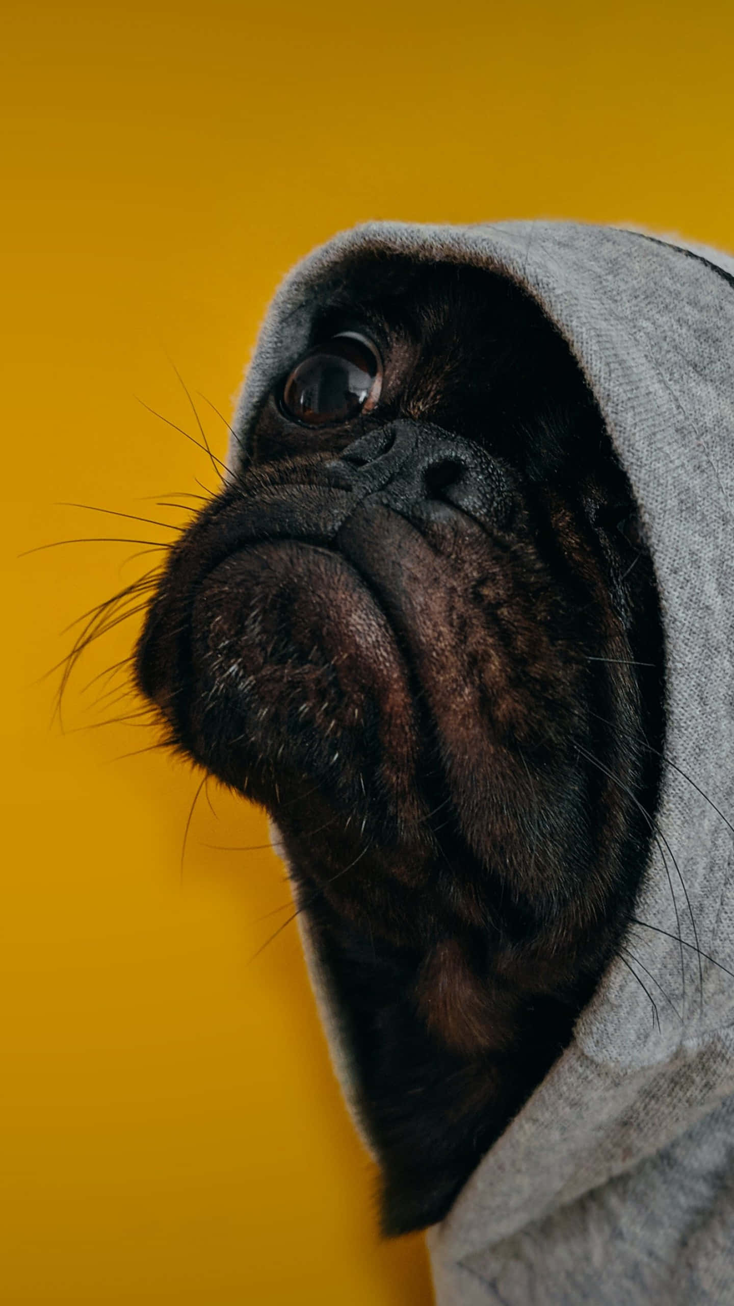 一個可愛又搞笑的瞬間 壁紙 — 一隻黑色八哥犬從灰色連帽衫中探出頭來，背景是鮮豔的黃色。