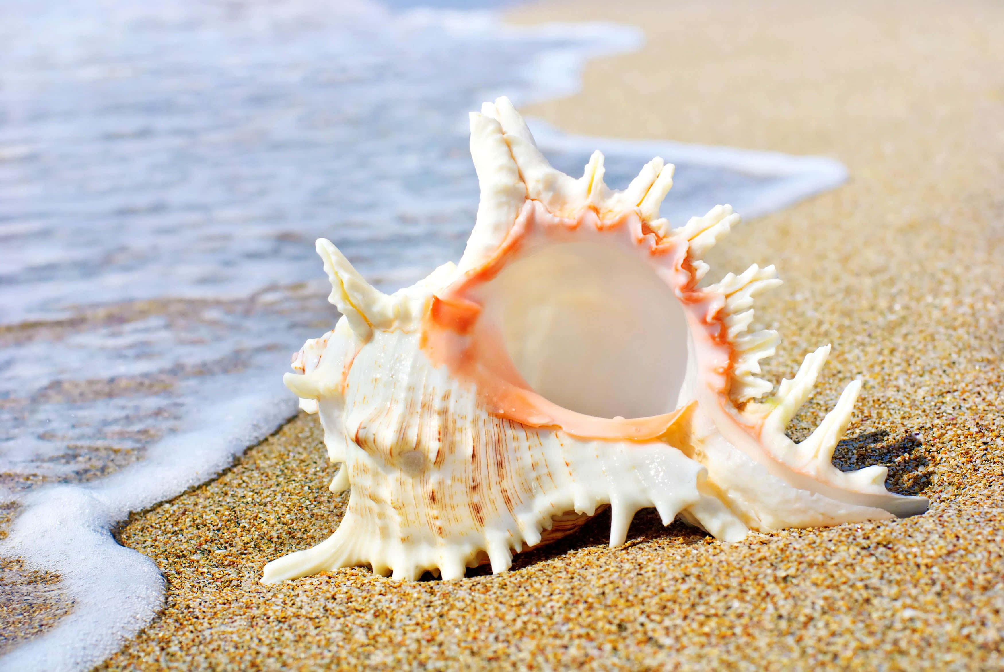 Seashell 桌布 壁紙 — 一個大型多刺貝殼，內部呈蜜桃色，躺在金色沙灘上，溫柔的海浪在附近拍打。