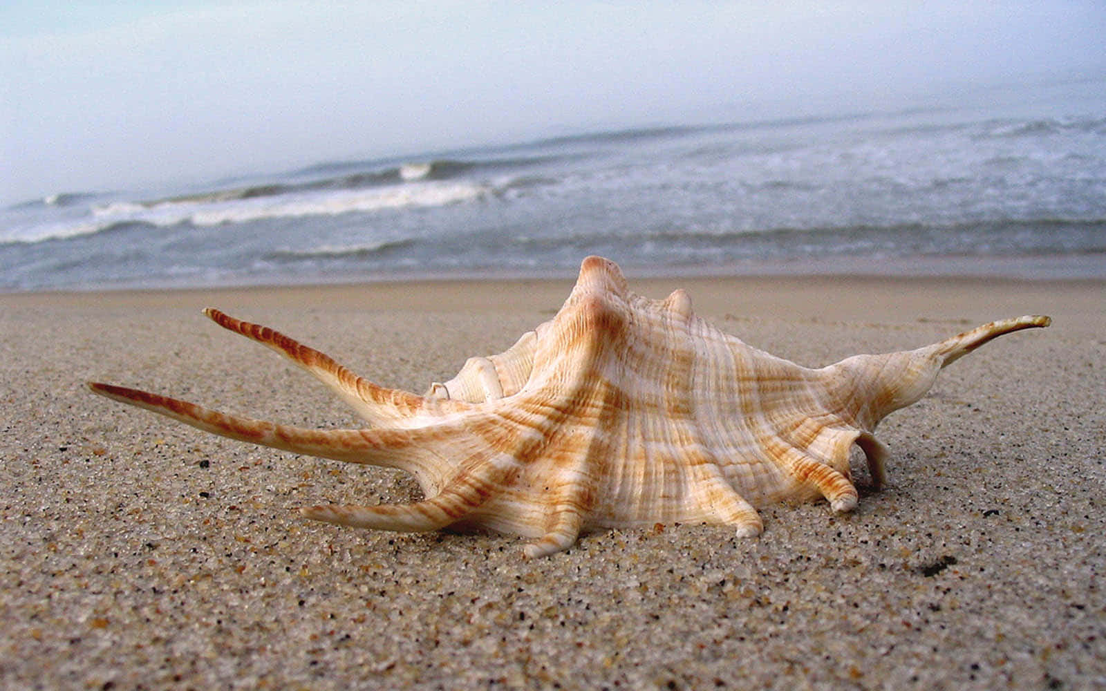 Shell 桌布 壁紙 — 一個大型多刺貝殼擱在濕沙上，背景是陰天下翻滾的海浪。