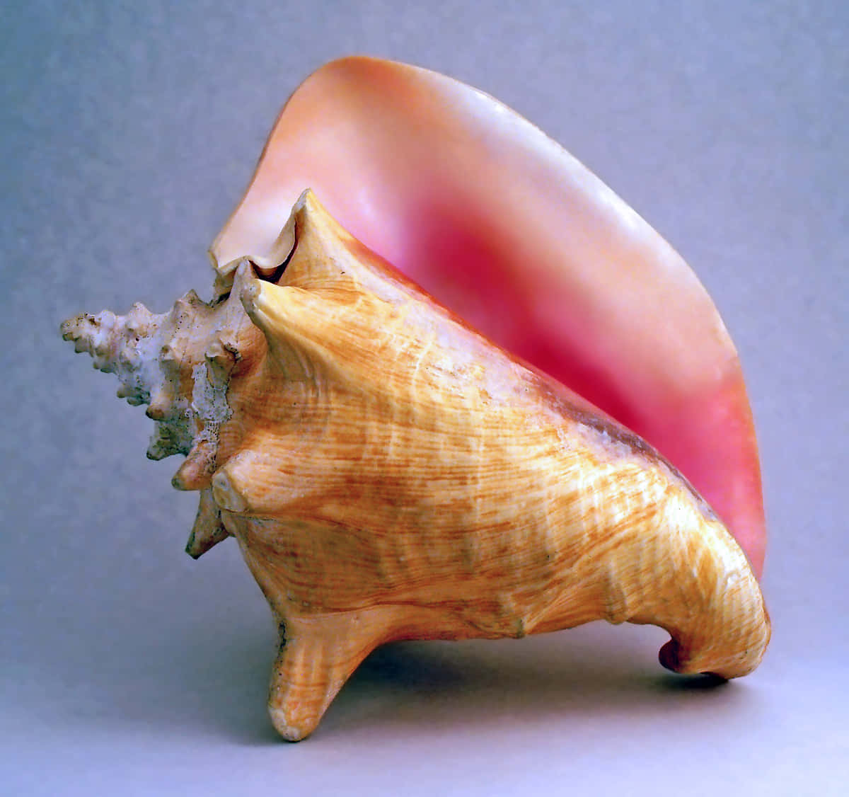 Shell 桌布 壁紙 — 一個大型海螺殼，帶有金色紋理和柔軟的粉紅色內部，放置在中性灰色表面上。