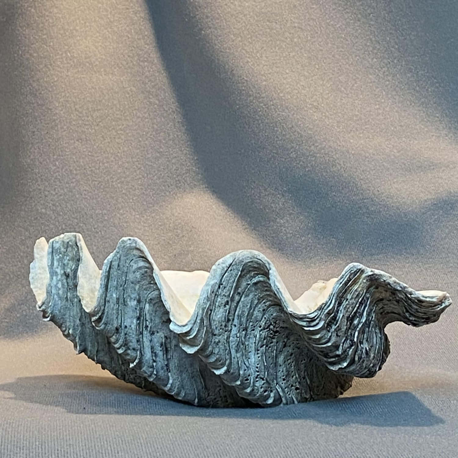 Clam Shell 桌布 壁紙 — 一個大型紋理蠔殼放在柔軟的灰色布料上，戲劇性的陰影投射在其脊狀表面上。