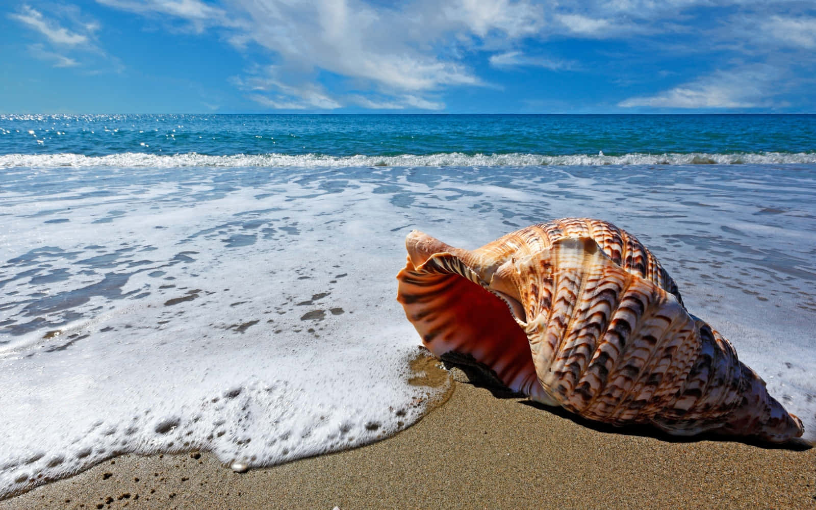Shell 桌布 壁紙 — 一個大型螺旋貝殼擱在濕沙上，溫柔的海浪在藍天白雲下緩緩湧來。